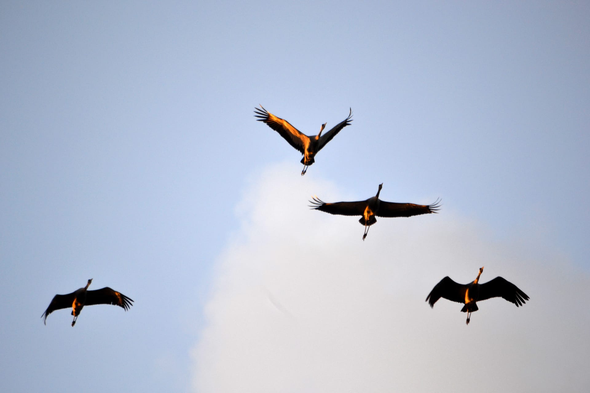 Vier Kraniche fliegen am Himmel. 