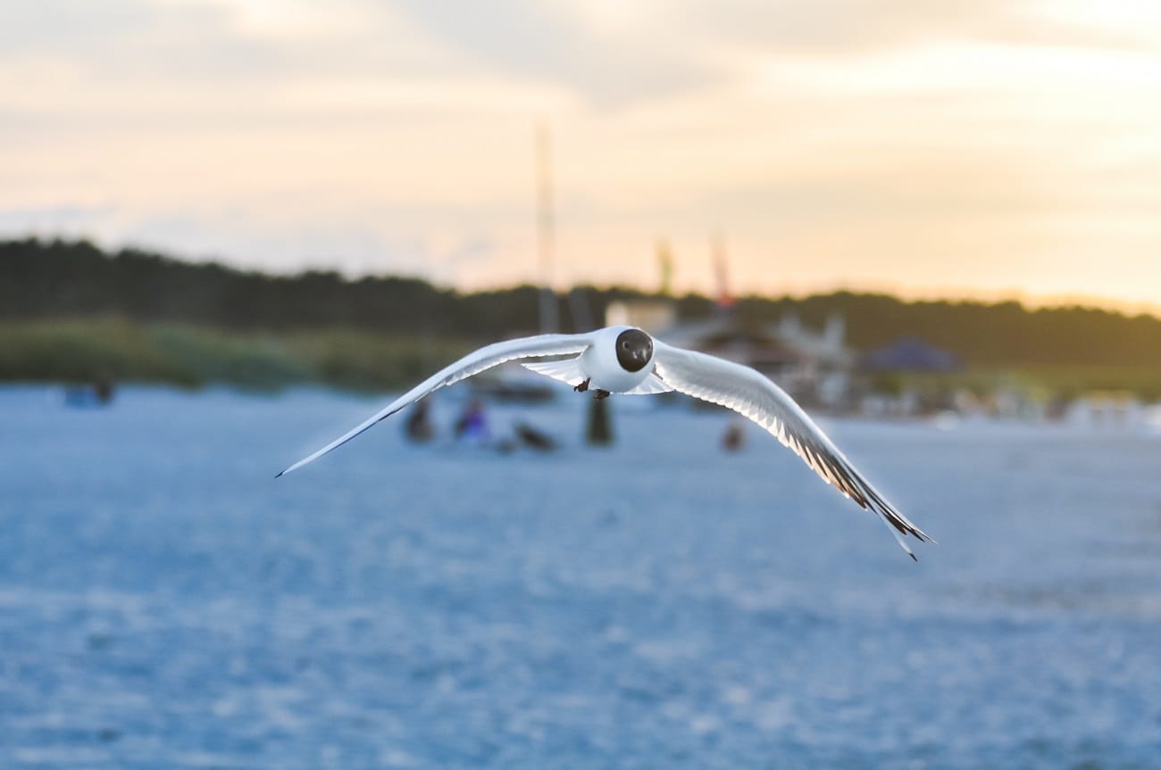 Eine fliegende Lachmöwe über einem Strand vor grünem Wald und hellem Abendhimmel.