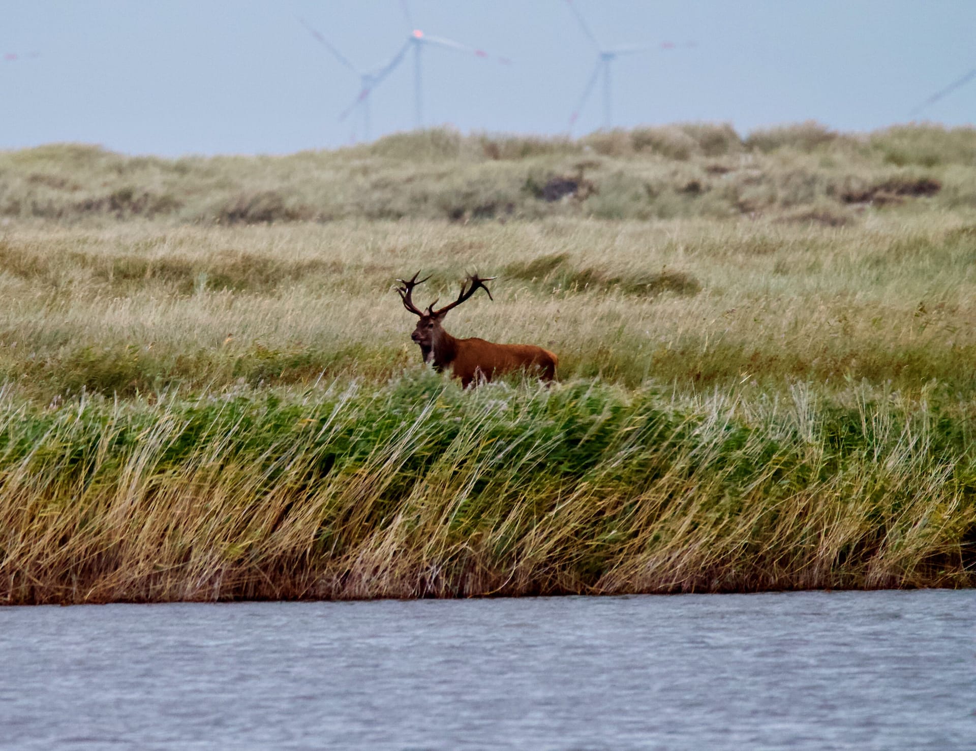 Im Vordergrund ist Wasser, dahinter Gras und Busch, und darin ein Hirsch mit großem Geweih.