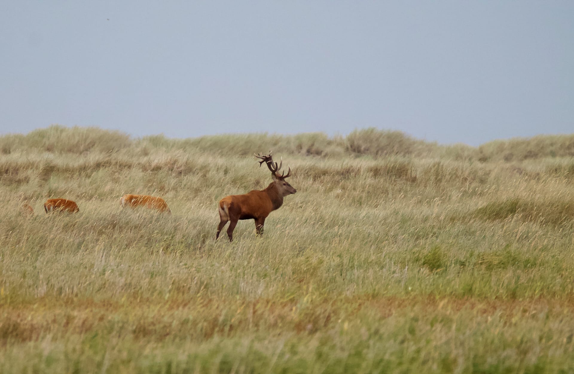 Ein großer Hirsch im Gras, im Hintergrund sind noch zwei weitere, teilweise im Gras versteckt.