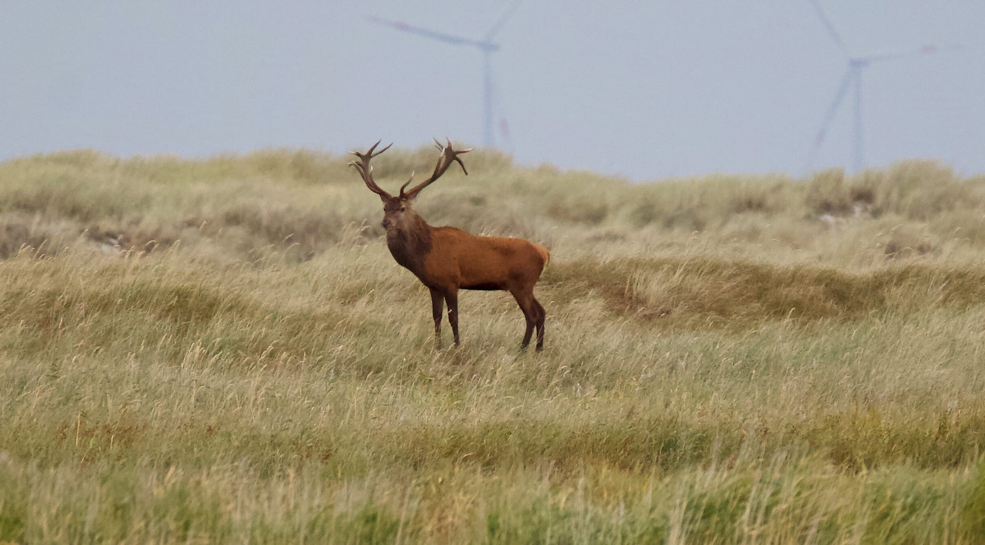 Ein Hirsch in voller Größe mit großem Geweih steht im Gras.