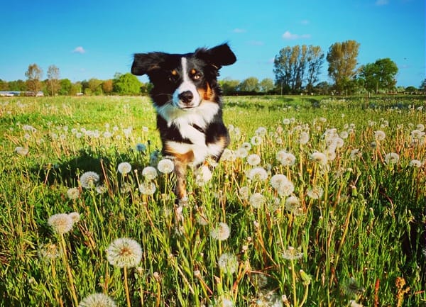 Der Hund läuft über eine grüne Wiese. Der Himmel ist blau.