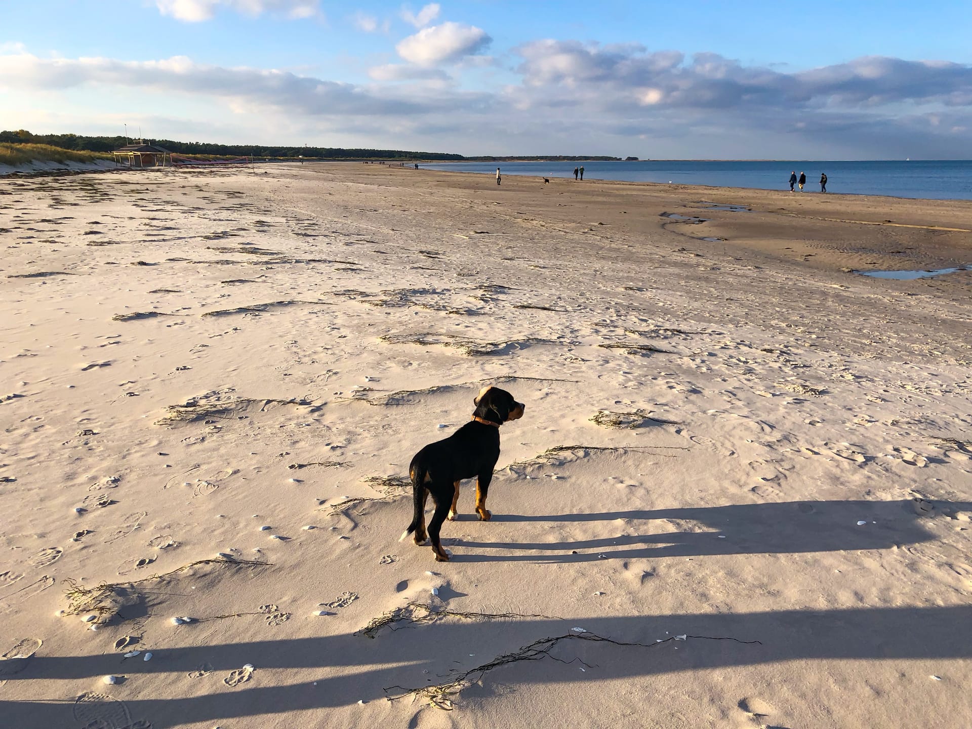 Ein Hund mit braunen Pfoten steht auf einem weiten Sandstrand unter blauem Himmel.