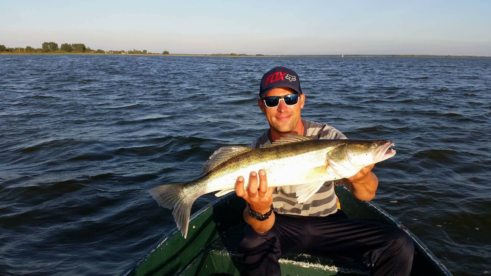 Ein Mann in gestreiftem T-Shirt, Sonnenbrille und blauer Kappe hält einen großen Zander in einem Boot, Wasser und flaches Ufer im Hintergrund.