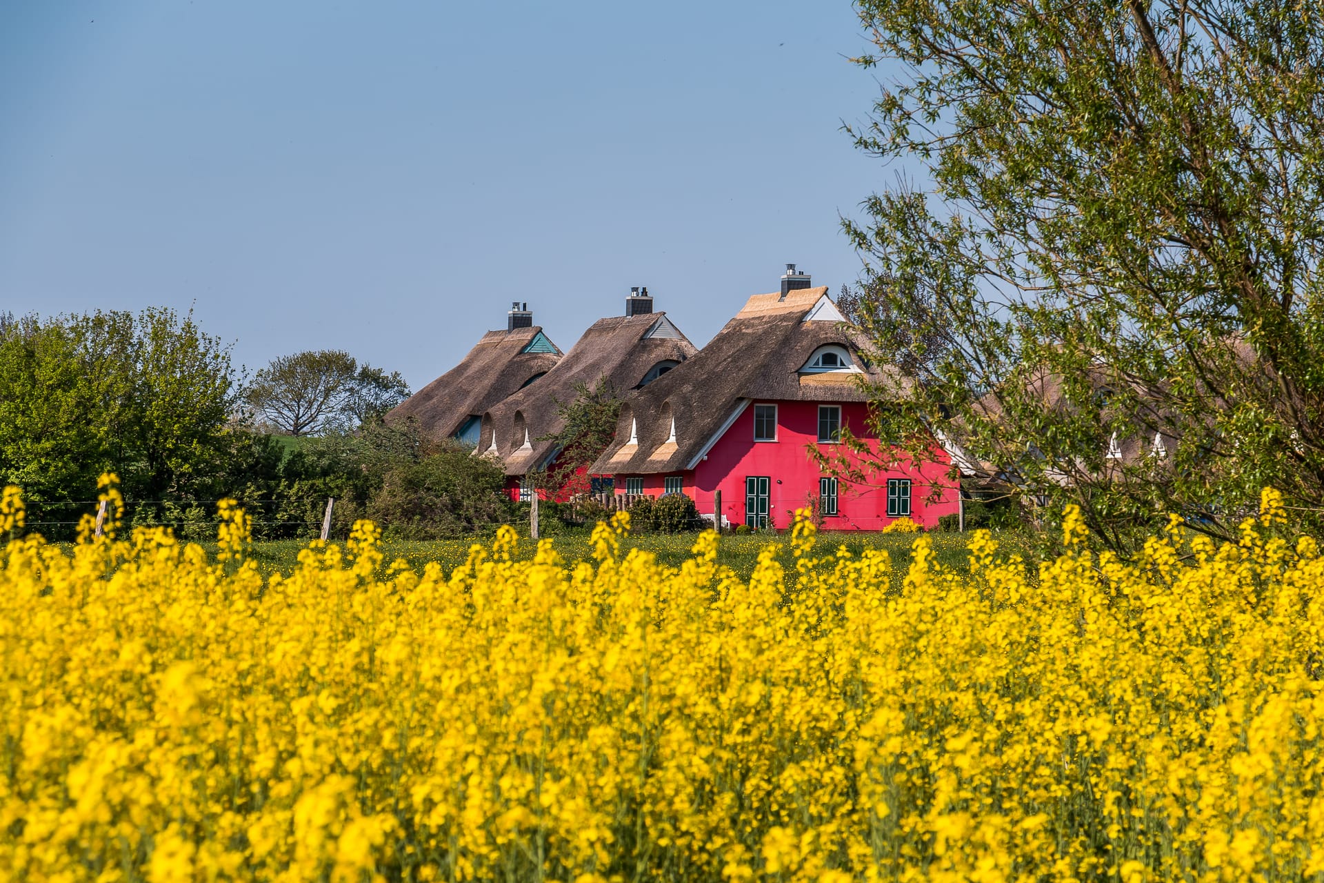 Ein gelbes Rapsfeld im Vordergrund, im Hintergrund Häuser mit Reetdach.