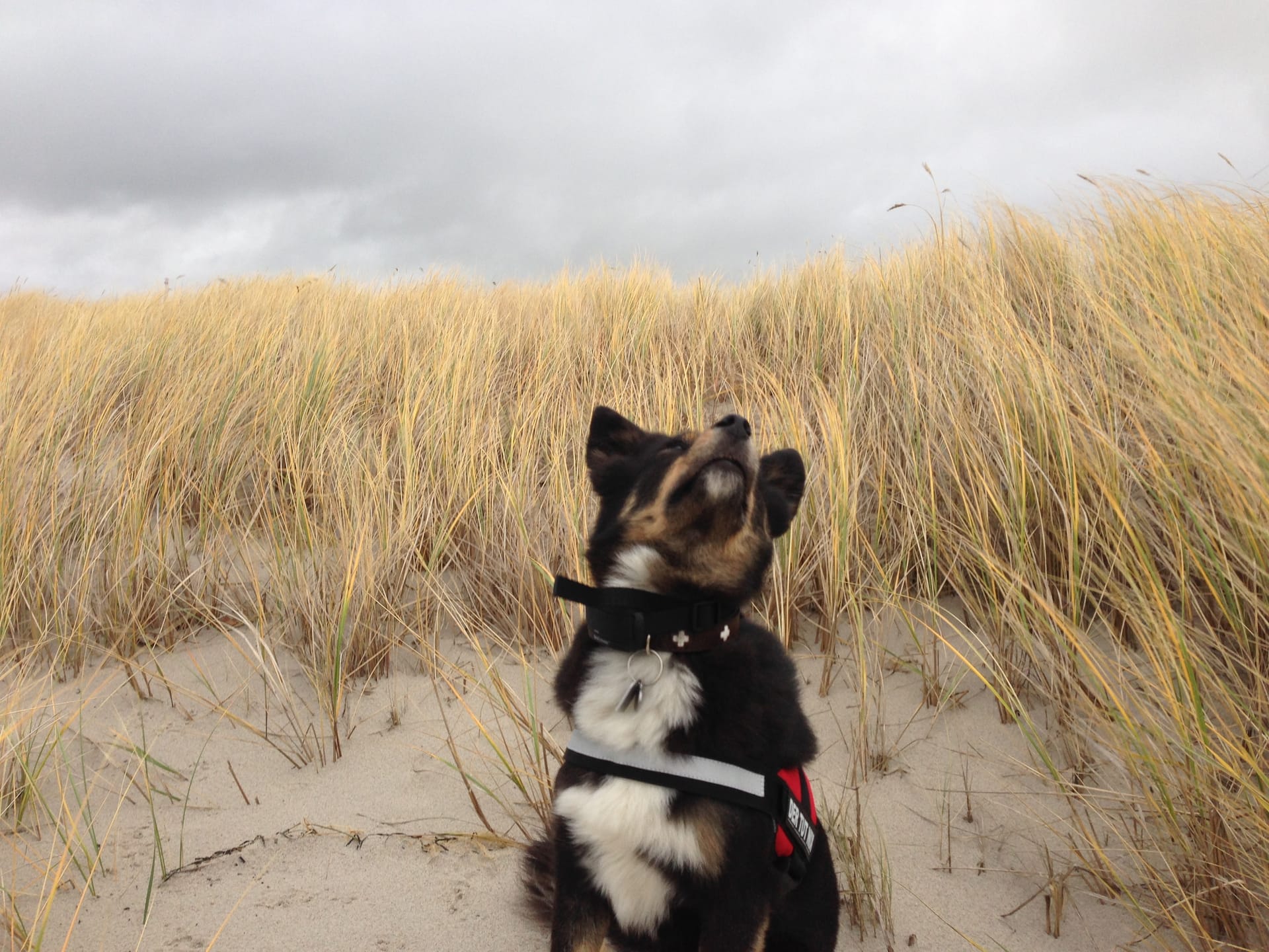 Ein Hund auf der Düne.
