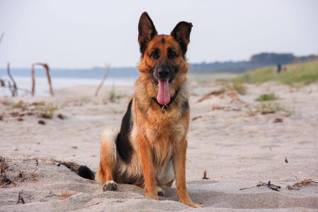 Ein Schäferhund sitzt hechelnd an einem sandigen Strand.