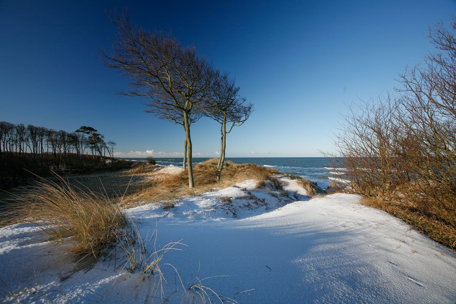 Verschneite Dünen mit Gras und einzelnen Bäumen. Im Hintergrund das Meer unter klarem Himmel.