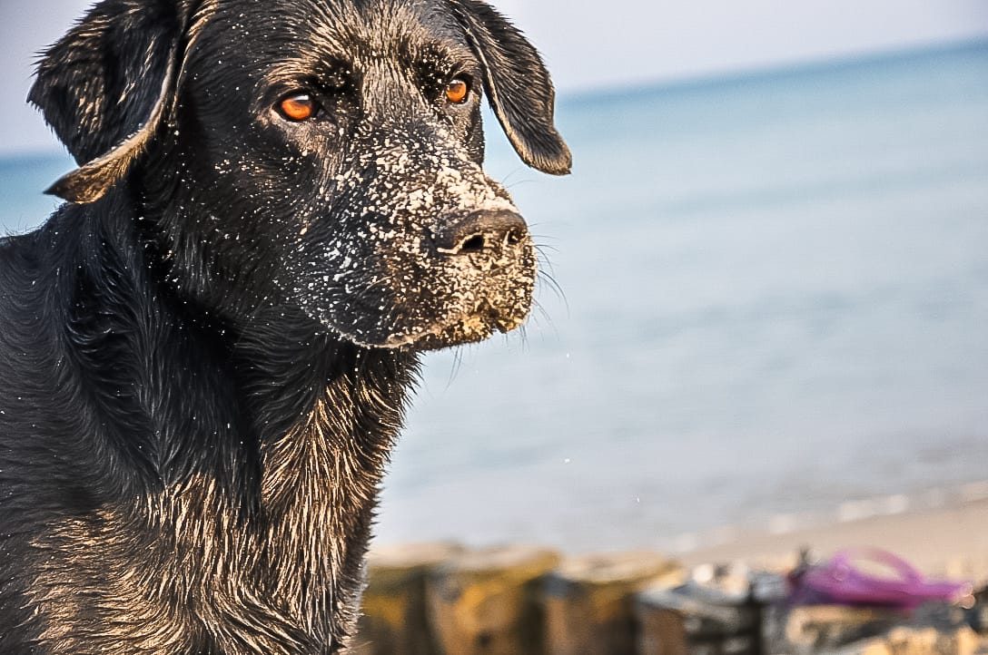 Ein nasser schwarzer Labrador mit Sand auf der Schnauze blickt am Strand zur Seite.