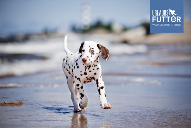 Dalmatinerwelpe läuft fröhlich durch flaches Wasser am Strand