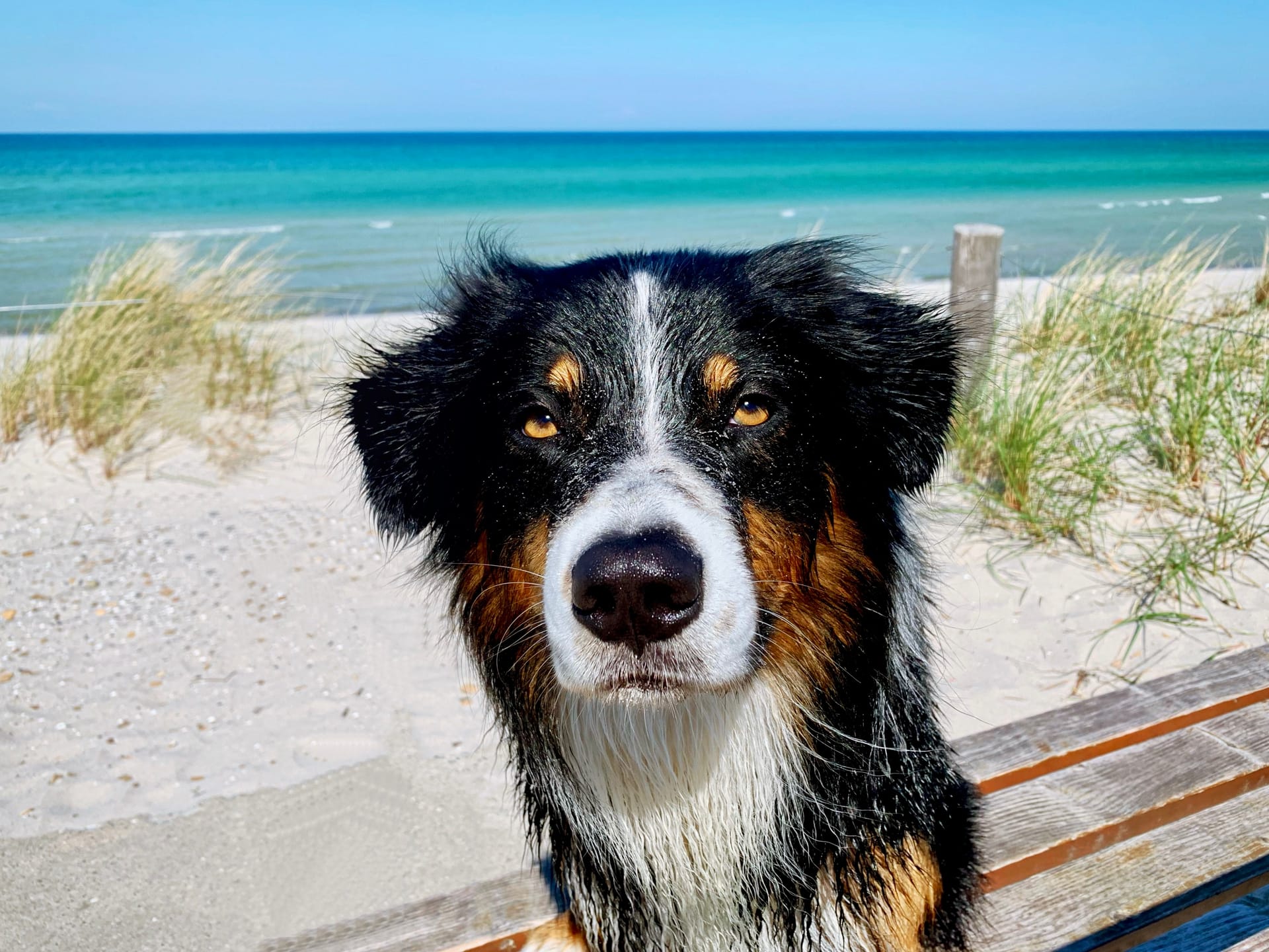 Nasser Hund sitzt am Ostseestrand mit Blick auf das Meer