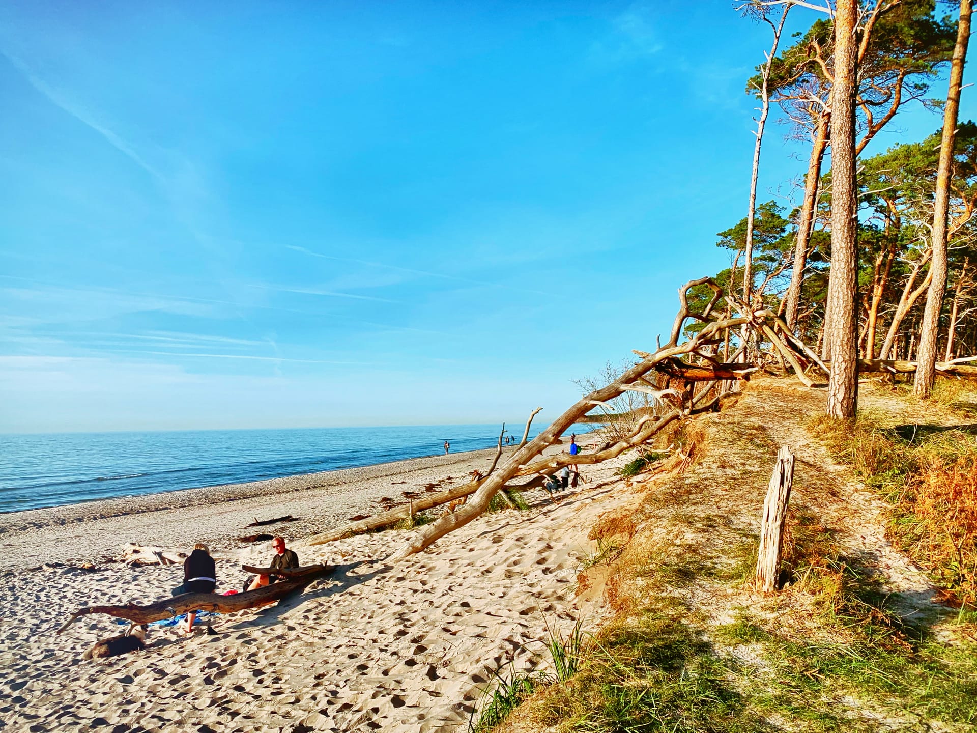 Naturstrand mit Kiefern, Treibholz und Blick auf die ruhige Ostsee