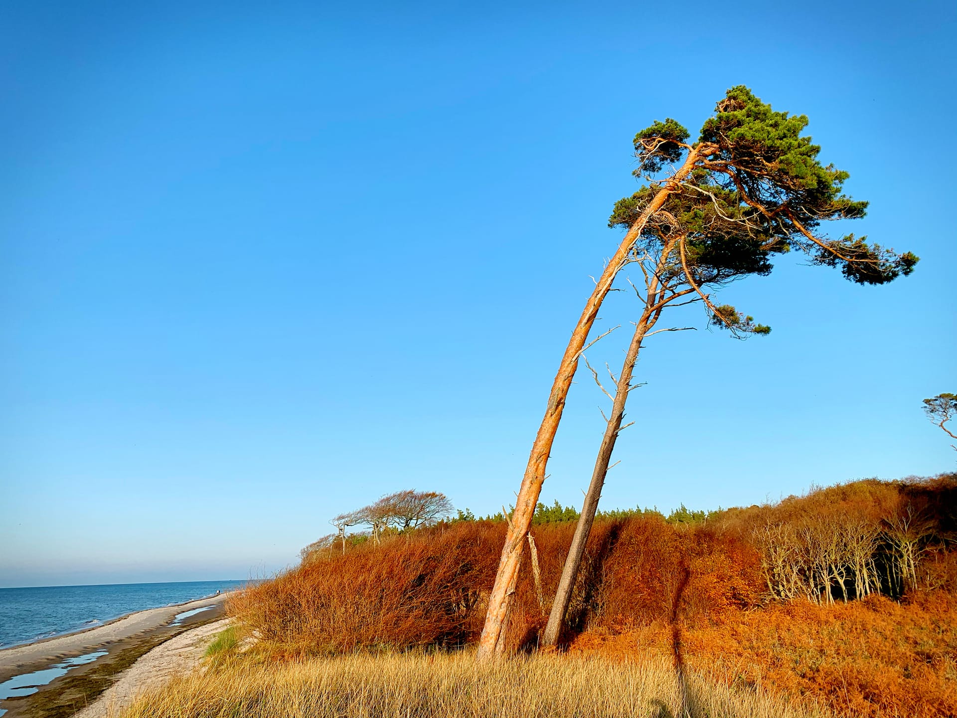 Windgebeugte Kiefer an der Ostseeküste vor blauem Himmel und Dünenlandschaft