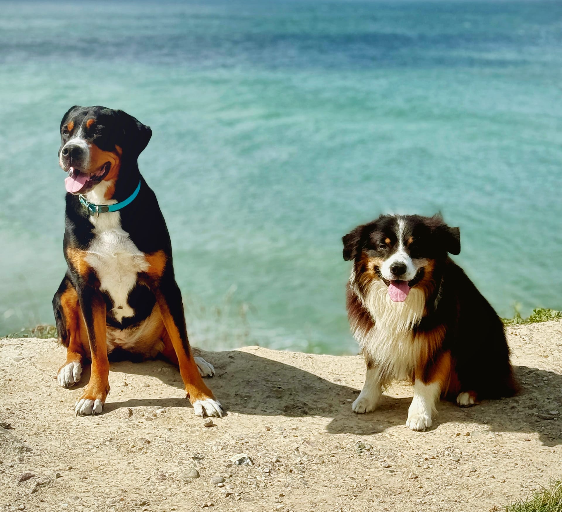 Zwei Hunde sitzen am Meer auf einer Klippe und blicken entspannt in die Sonne