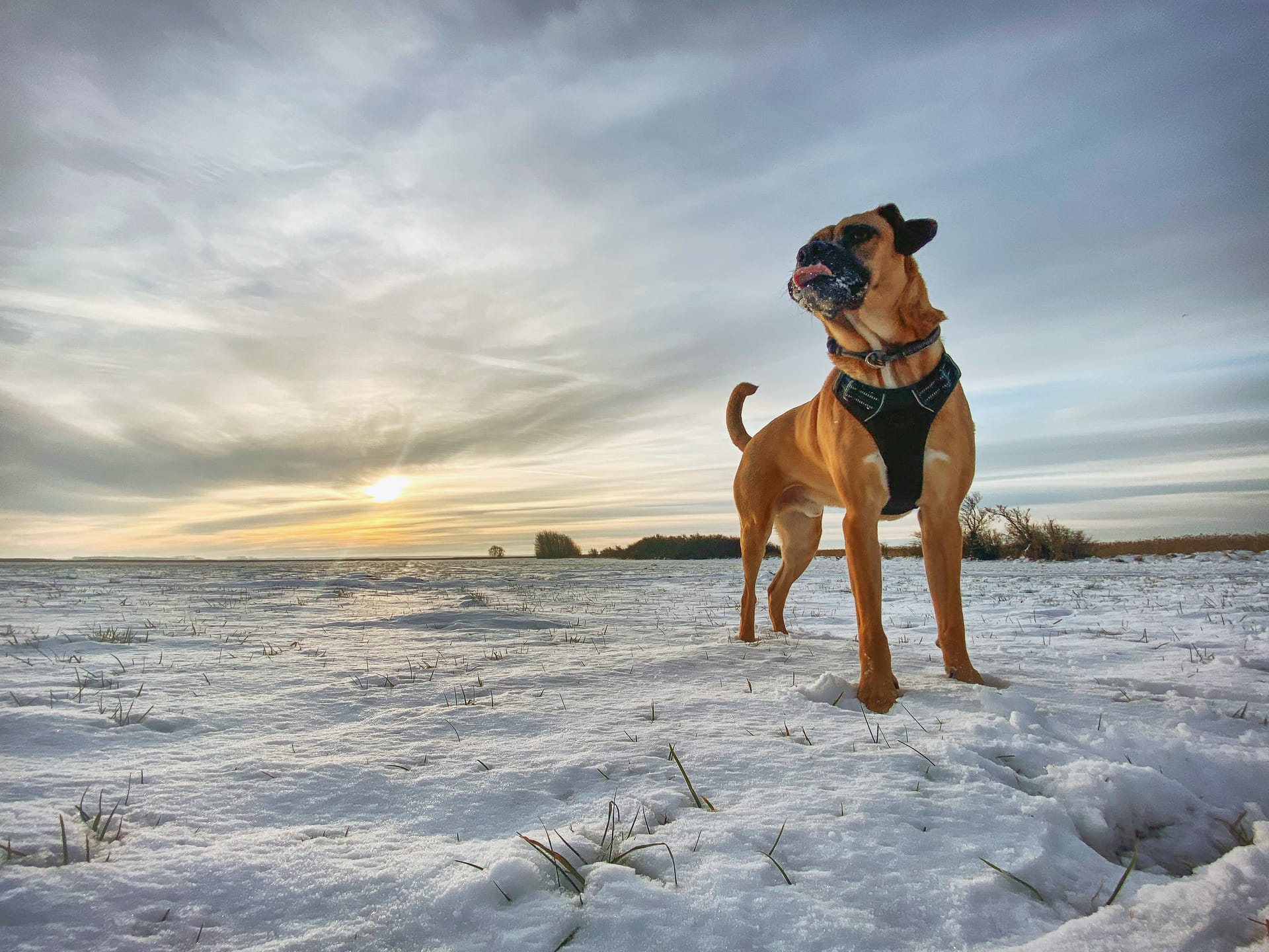 Hund steht aufmerksam auf verschneiter Landschaft bei Sonnenuntergang