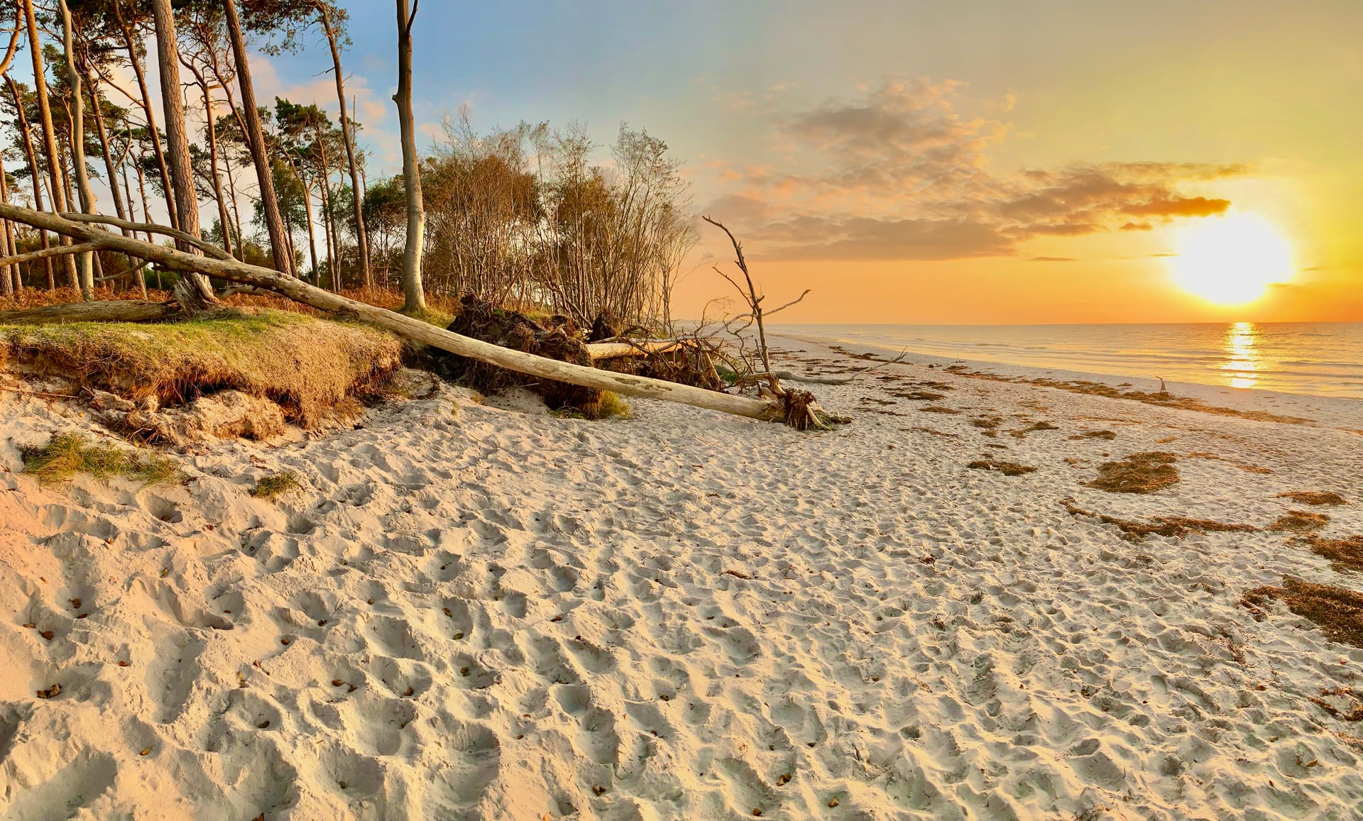 Sonnenuntergang am Ostseestrand mit umgestürzten Bäumen, Sand und ruhigem Meer.