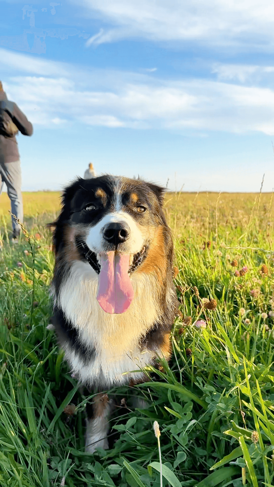 Glücklicher Hund auf grüner Wiese beim Spaziergang in der Natur