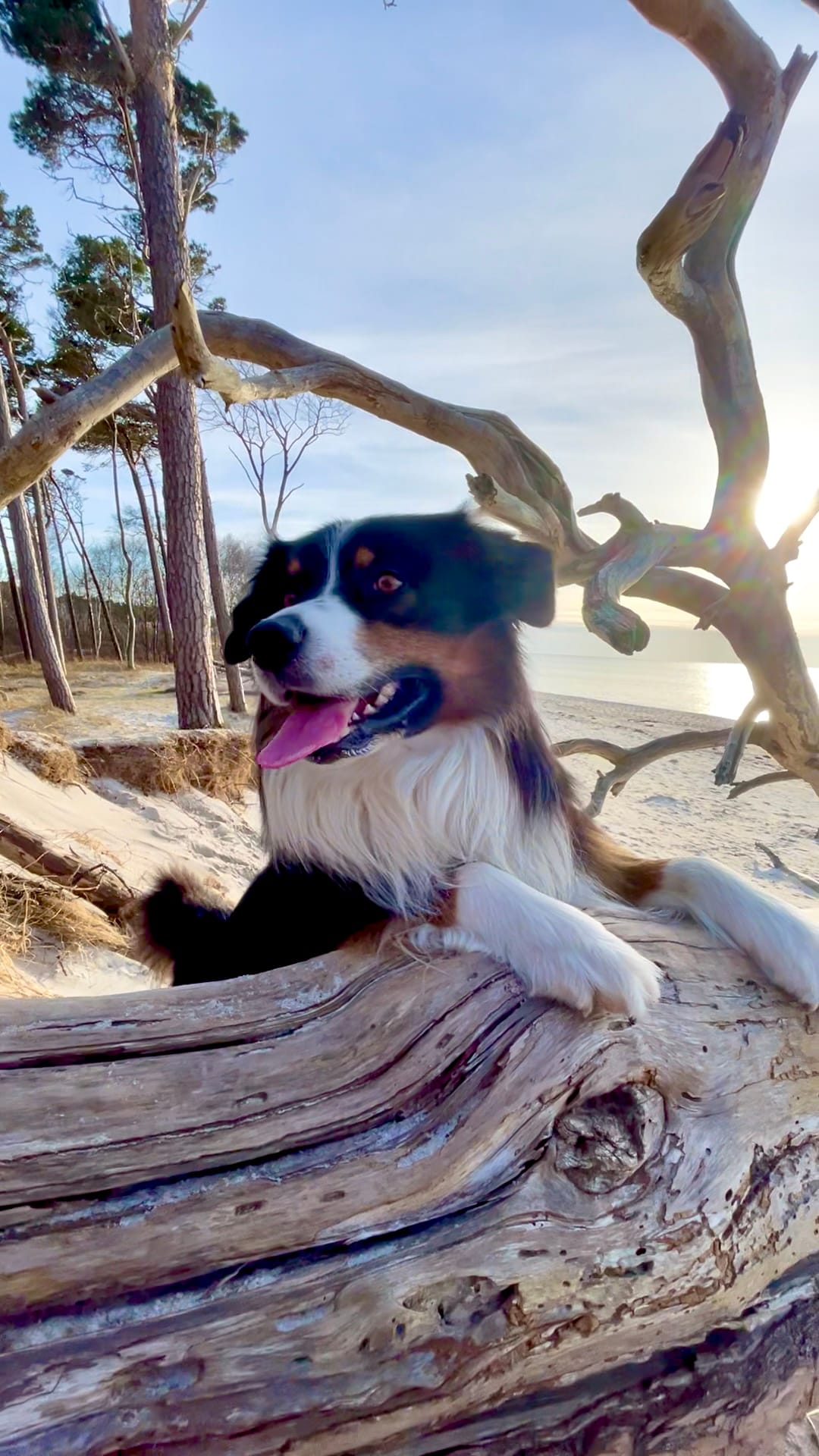 Hund liegt auf Treibholz am Ostseestrand, dahinter Meer und Küstenwald