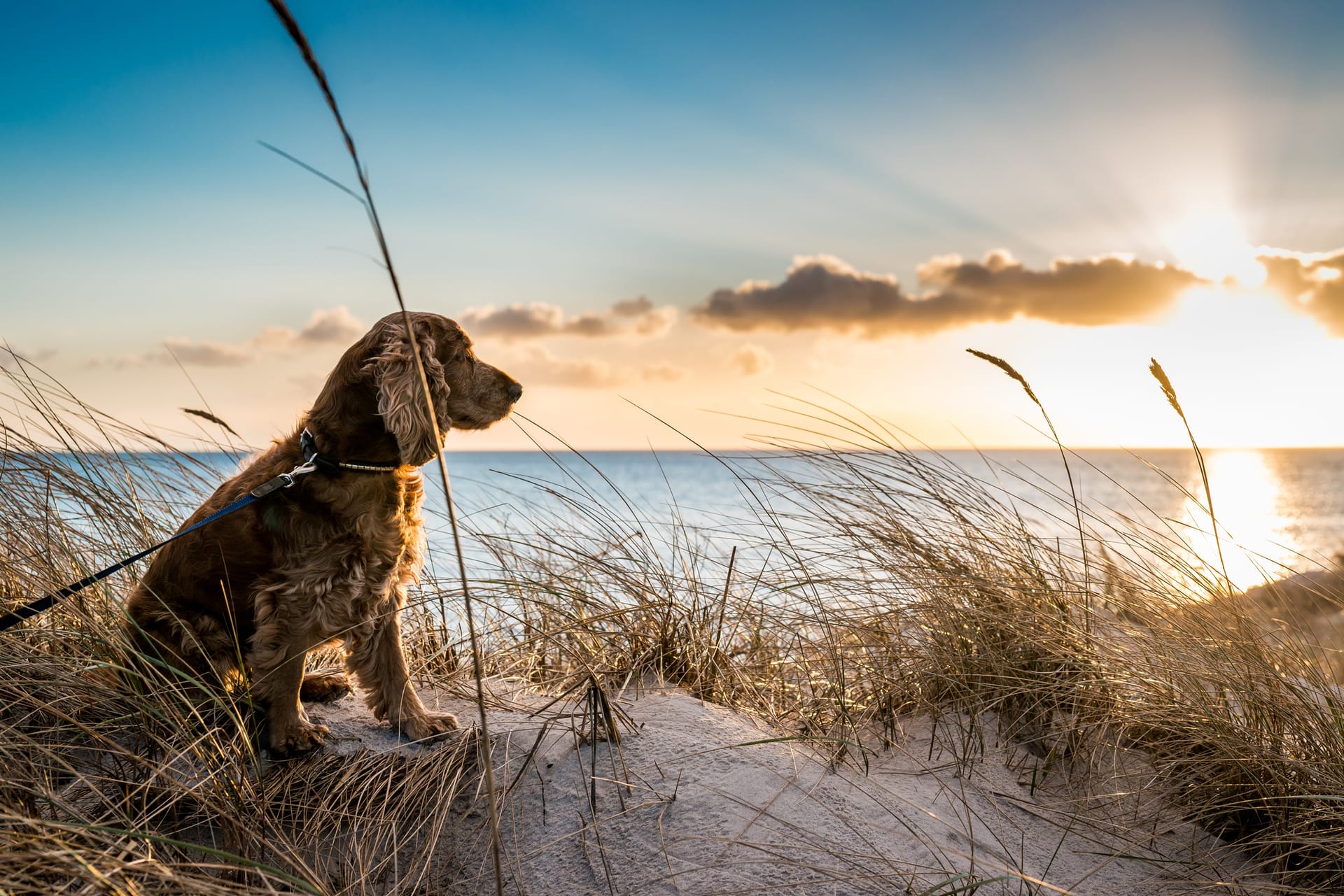 Hund sitzt angeleint in Dünen und blickt auf die Ostsee im Sonnenuntergang