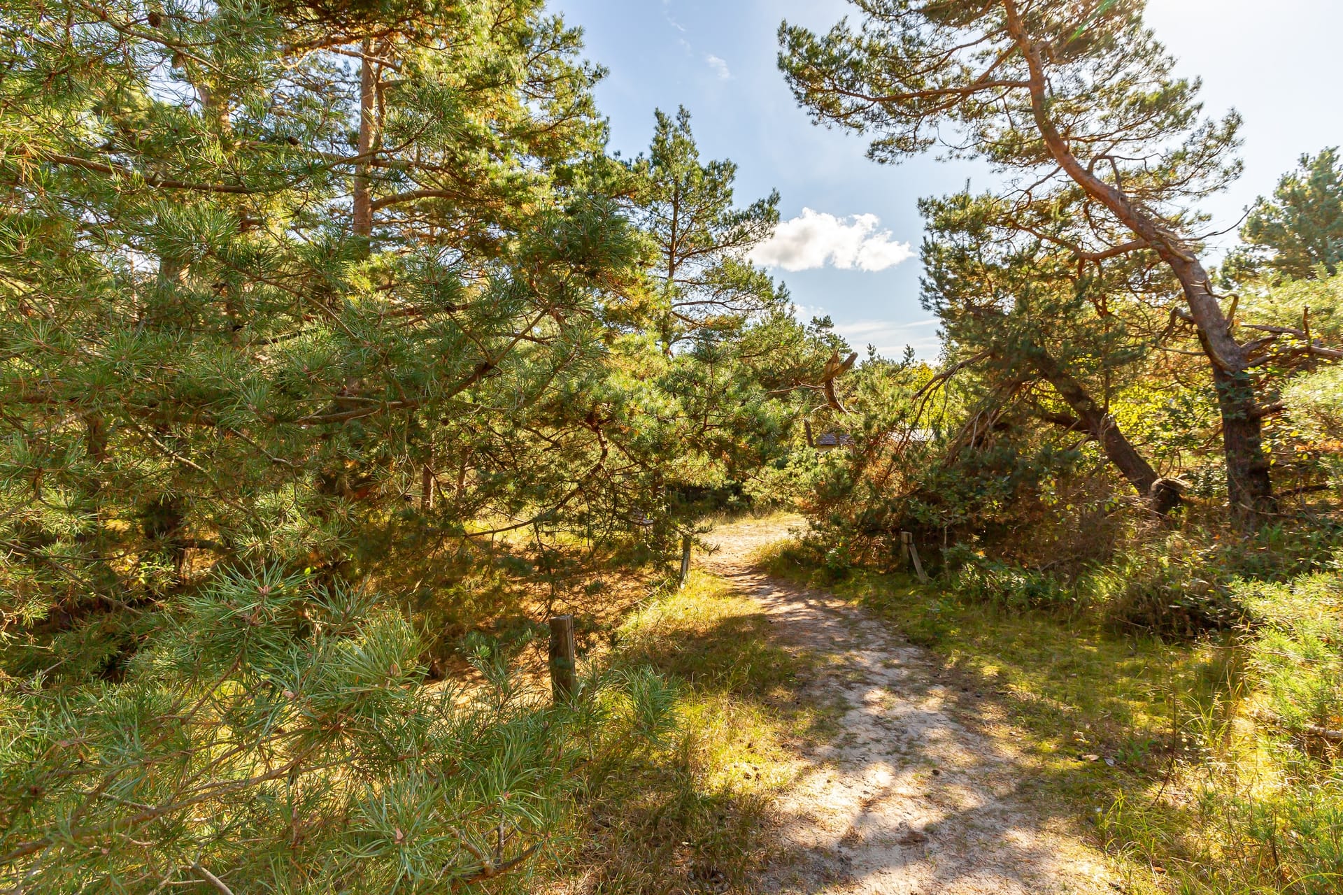 Sandweg durch Kiefernwald nahe der Küste