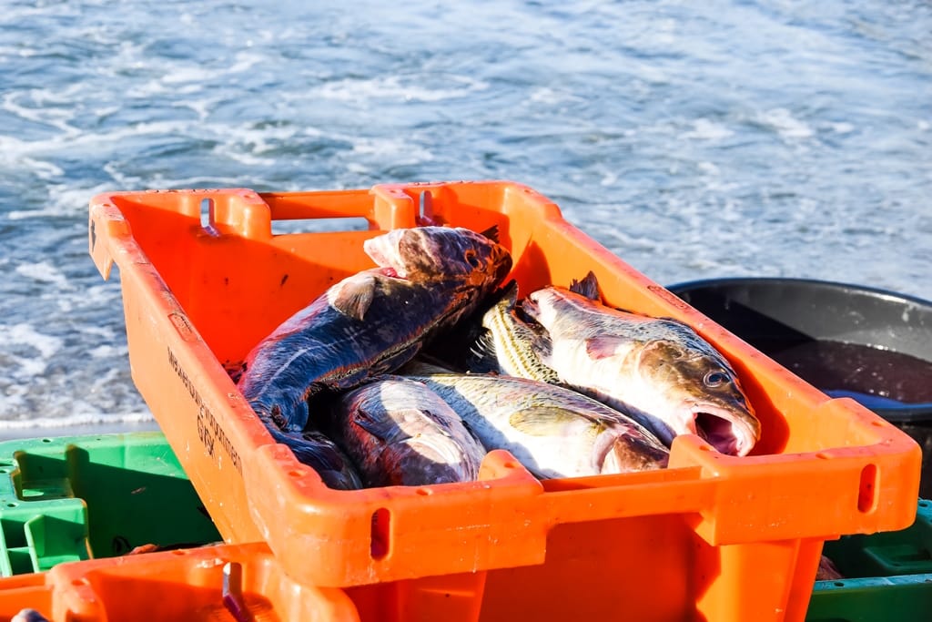 Frisch gefangene Dorsche in orangefarbener Fischkiste an Bord