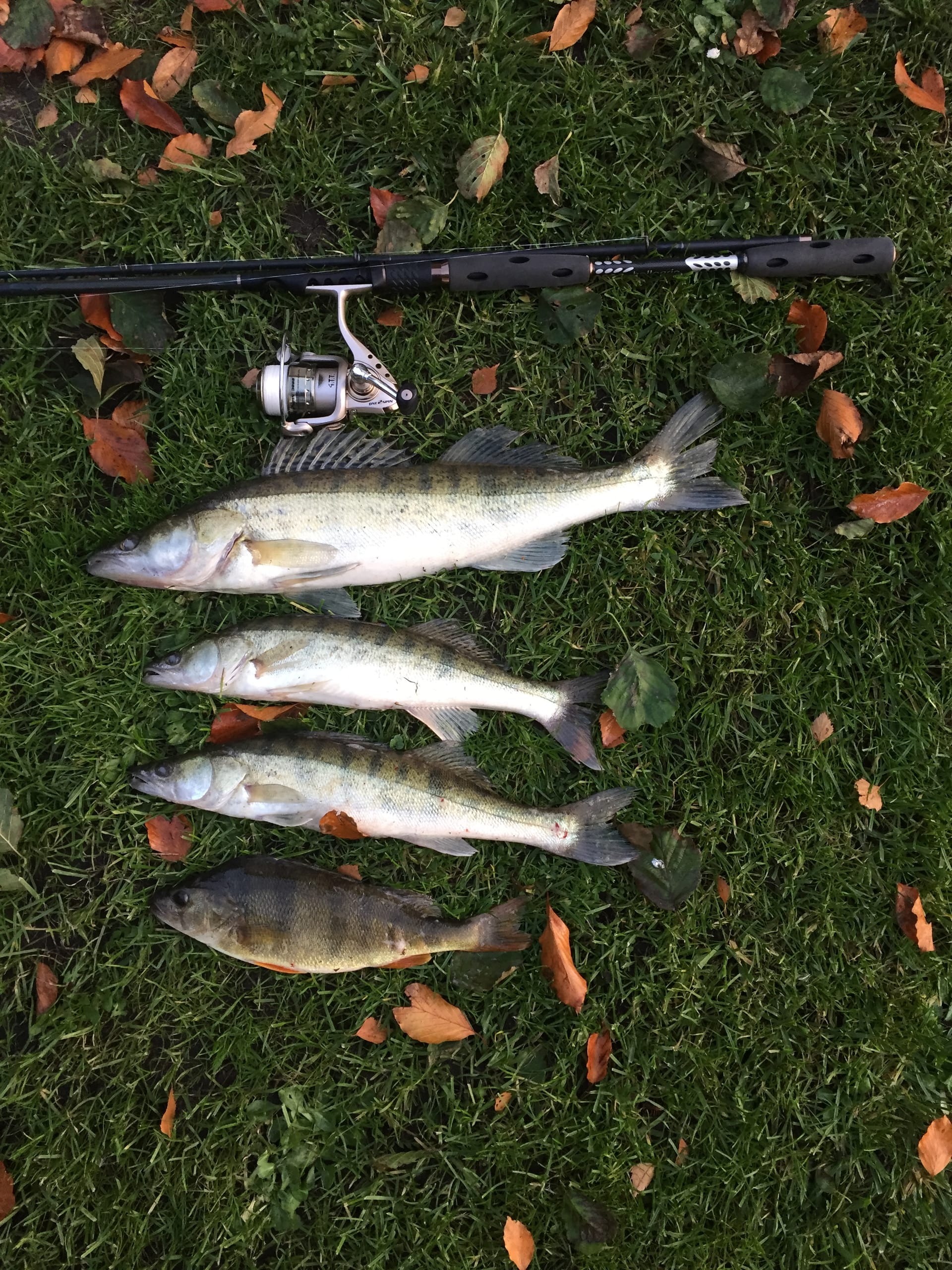 Frisch gefangene Fische mit Angelrute im Gras