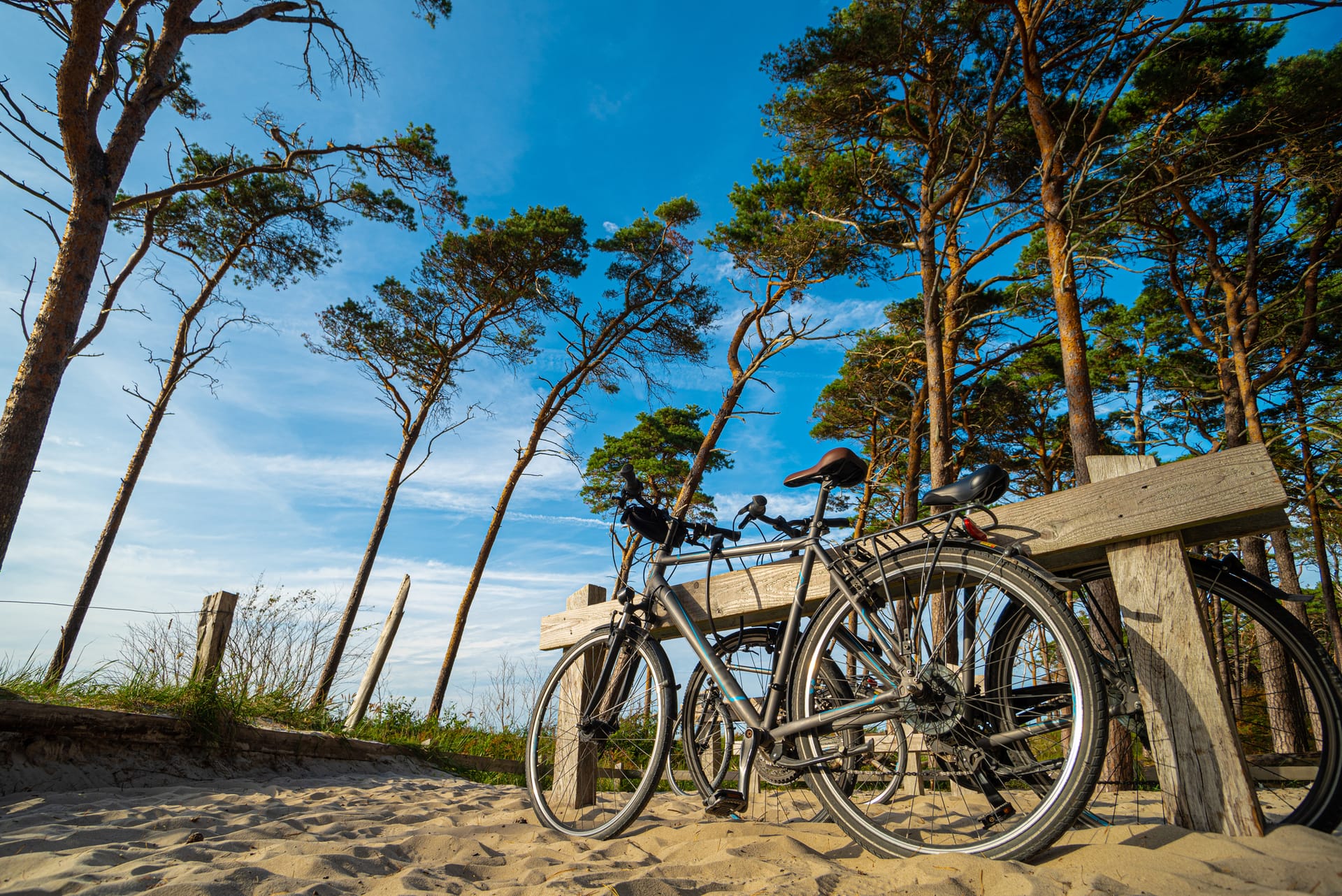 Fahrräder am Strandzugang unter Kiefern auf dem Darß