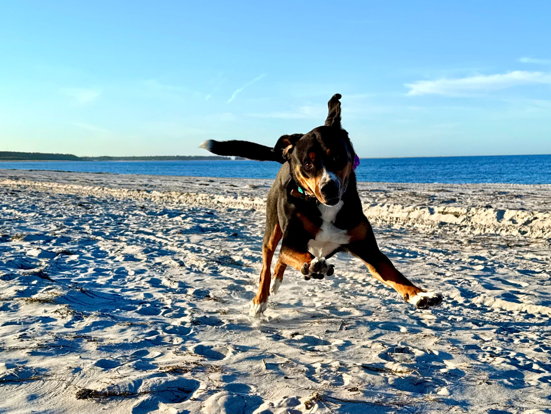 Hund läuft über den Ostseestrand auf Fischland-Darß-Zingst
