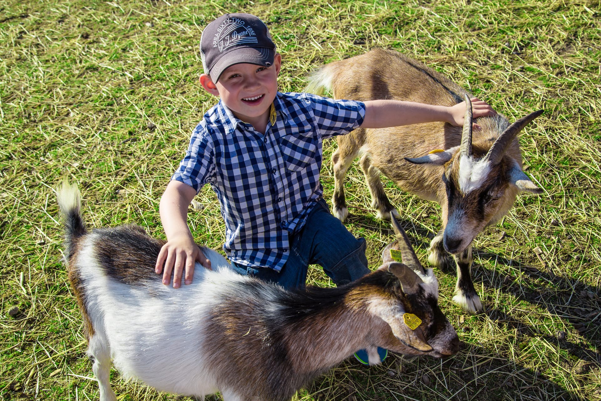 Kind streichelt Ziegen auf einem Bauernhof auf dem Darß
