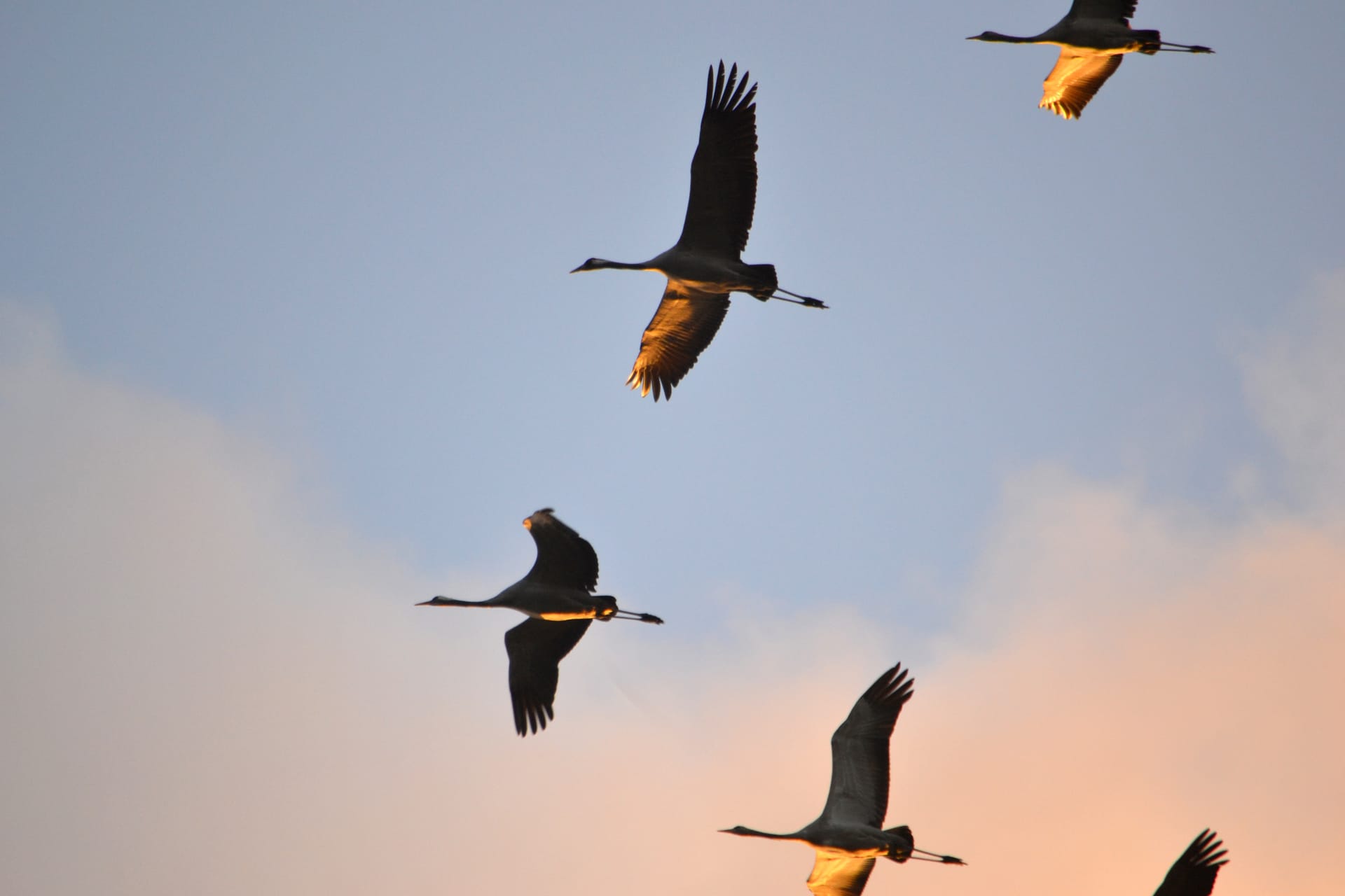 Kraniche fliegen bei Sonnenaufgang im Himmel