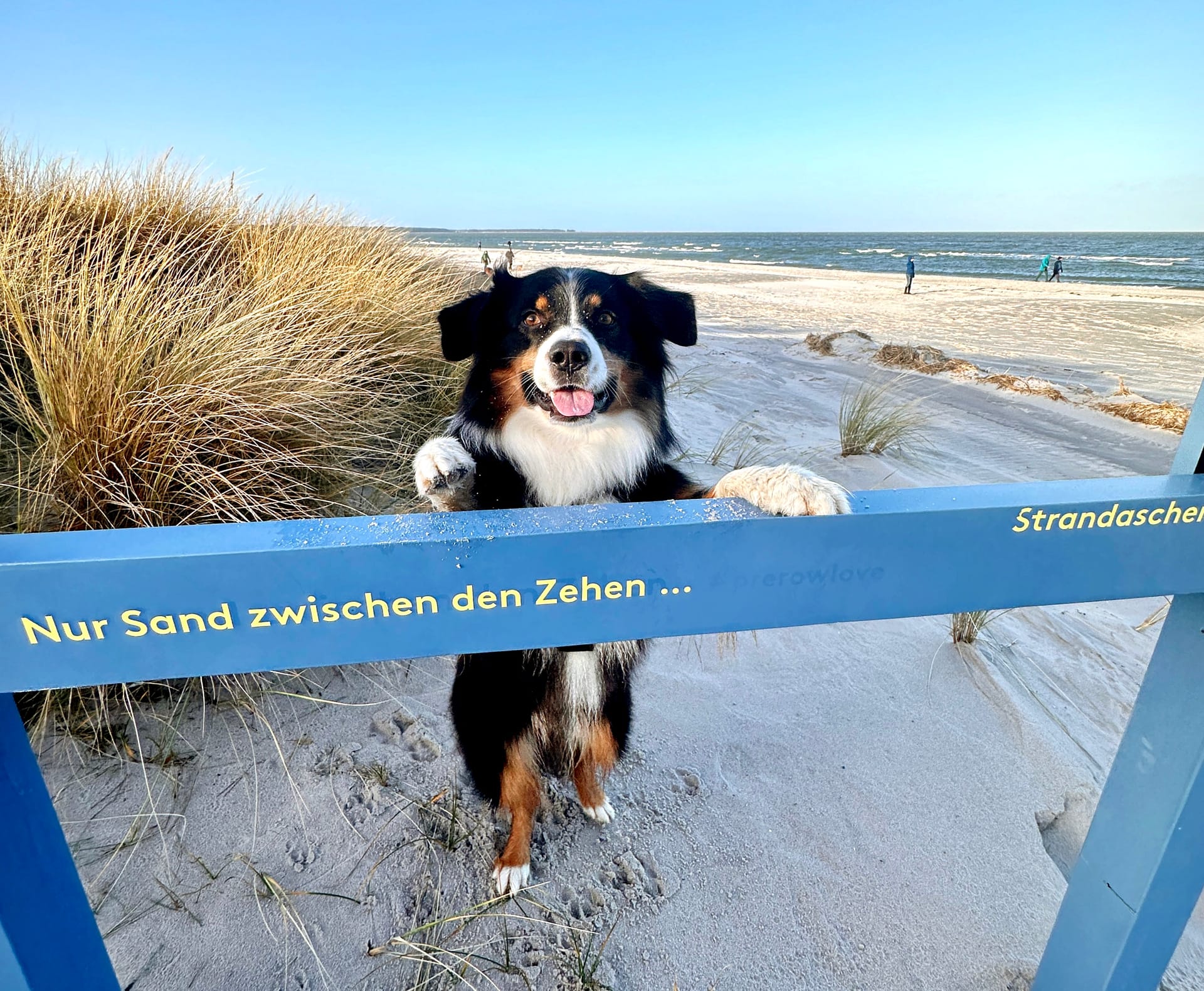 Hund am Ostseestrand hinter Fotorahmen mit Dünen und Meerblick