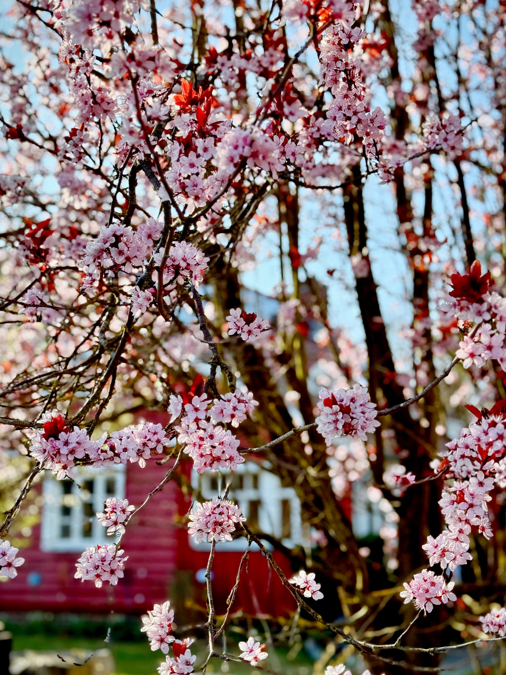 Rosa Kirschblüten vor rotem Haus im Frühling auf Fischland-Darß