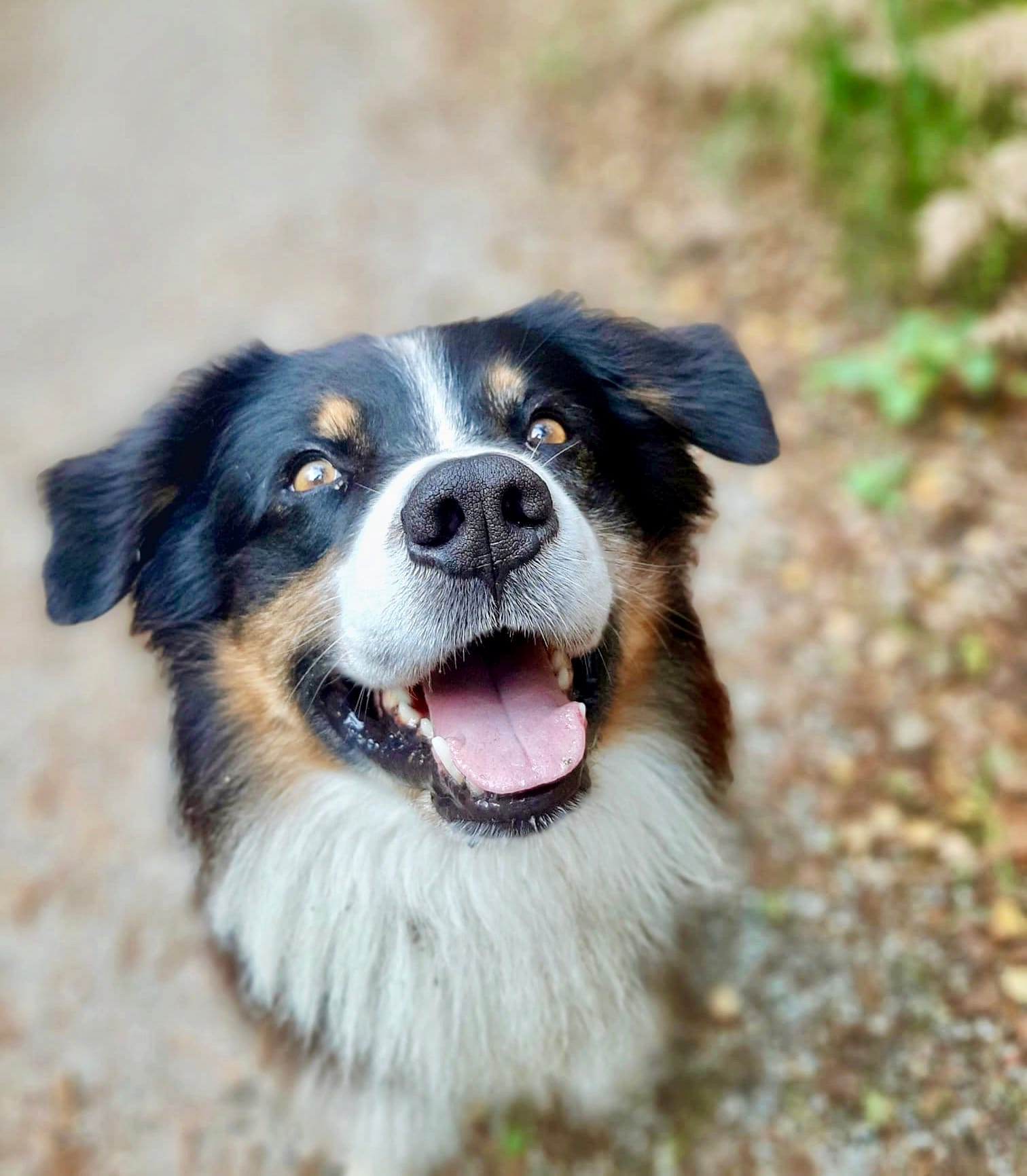 Glücklicher Hund blickt freundlich in die Kamera auf Waldweg
