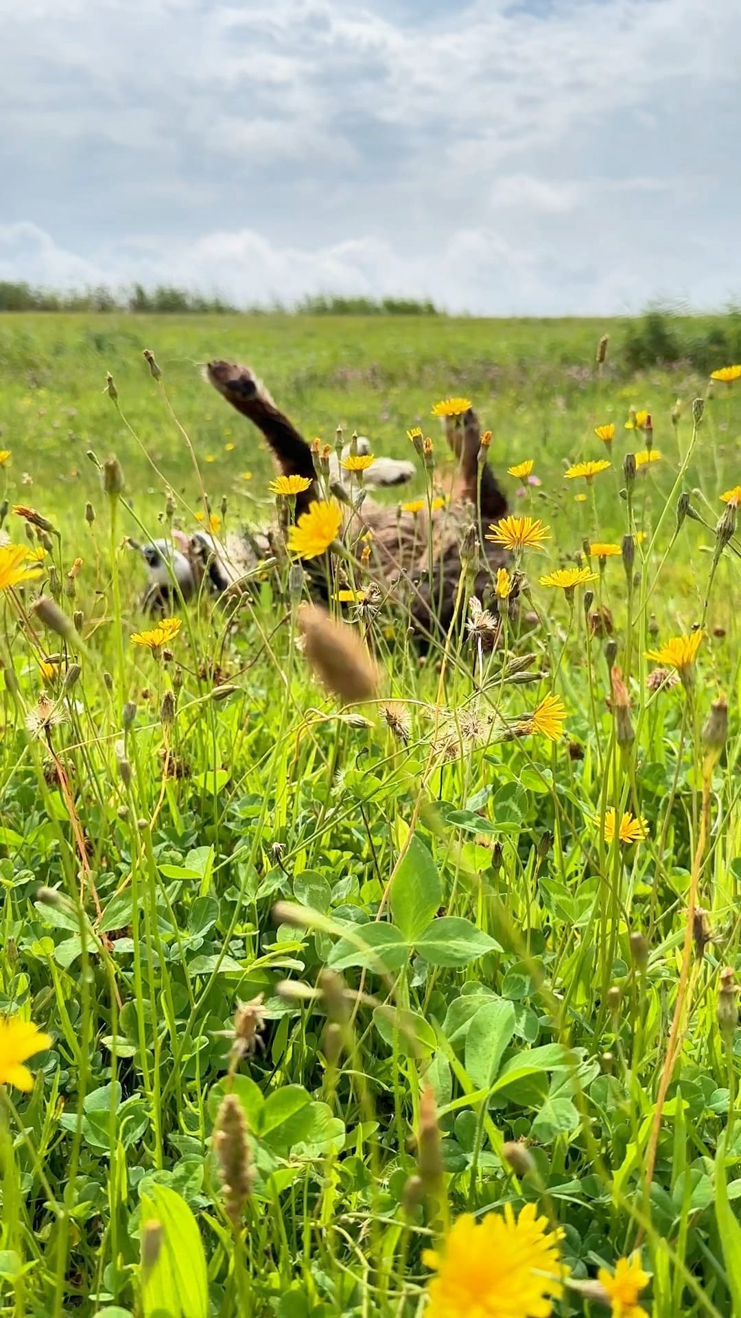 Hund wälzt sich fröhlich in einer blühenden Wiese mit gelben Blumen