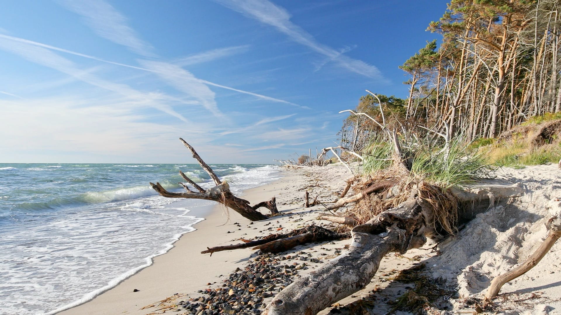 Weststrand auf dem Fischland Darß mit abgestorbenen Baumwurzeln und Küstenwald.