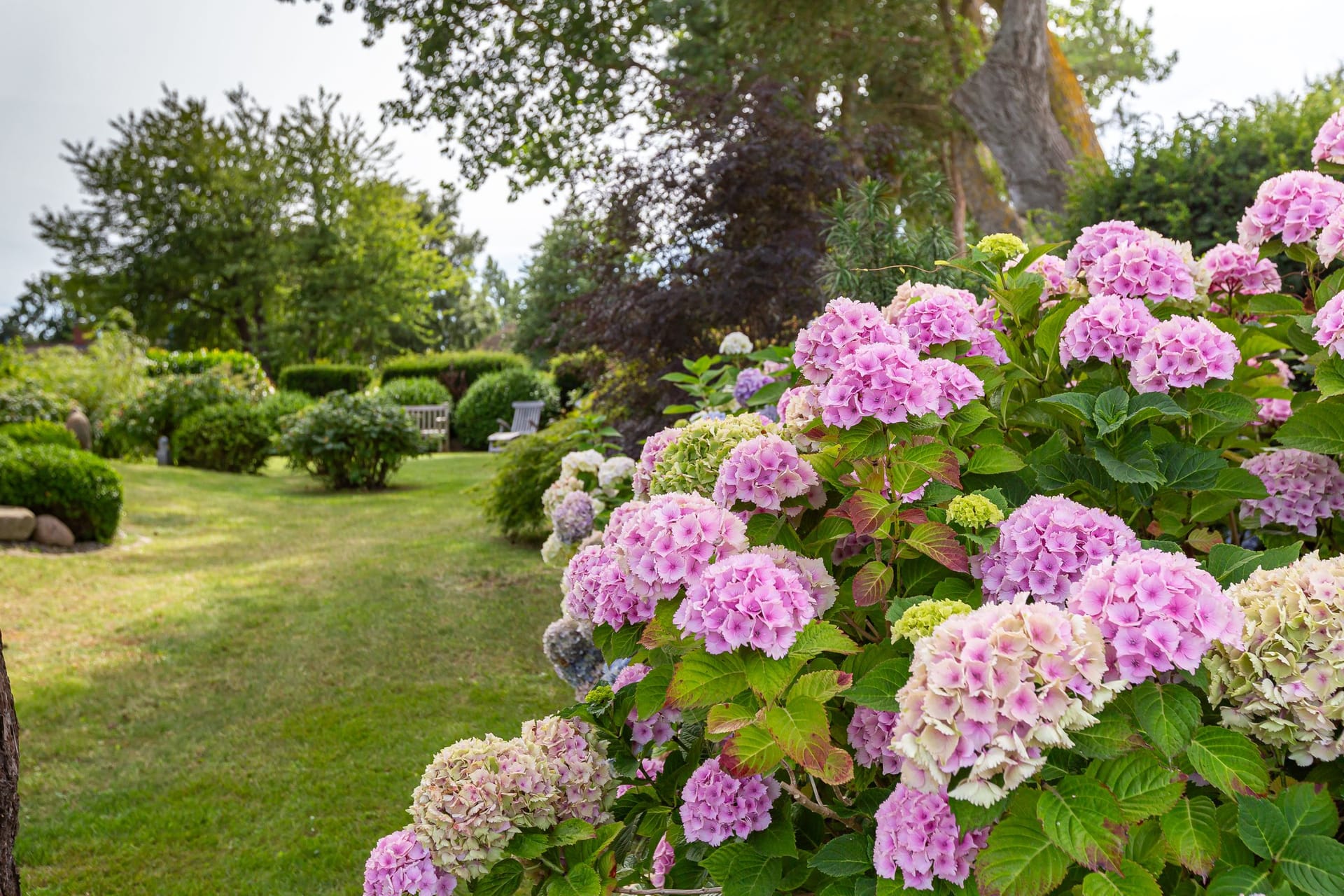 Garten mit bunten Hortensien