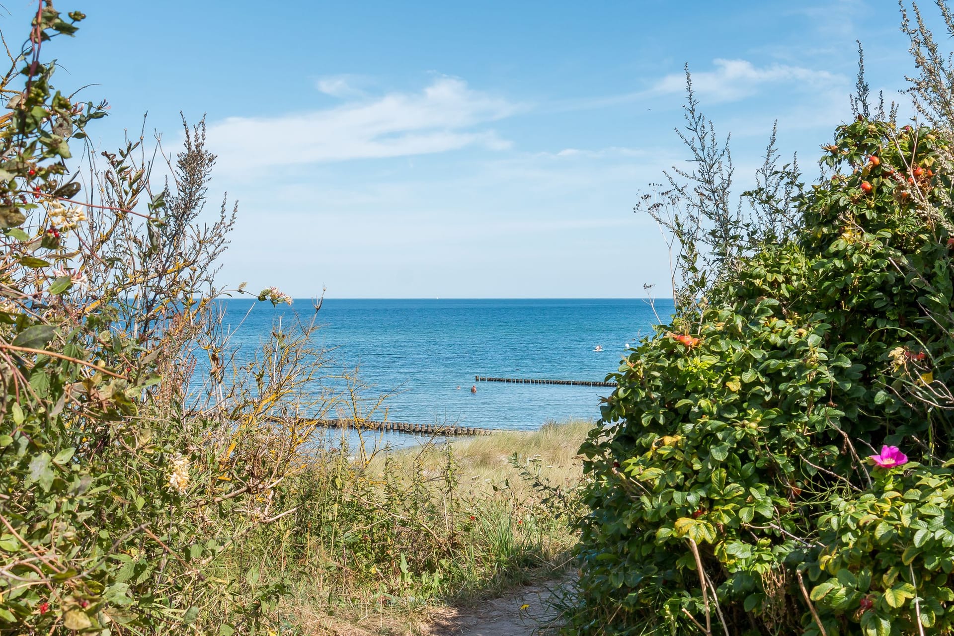 Blick auf das Meer durch Pflanzen