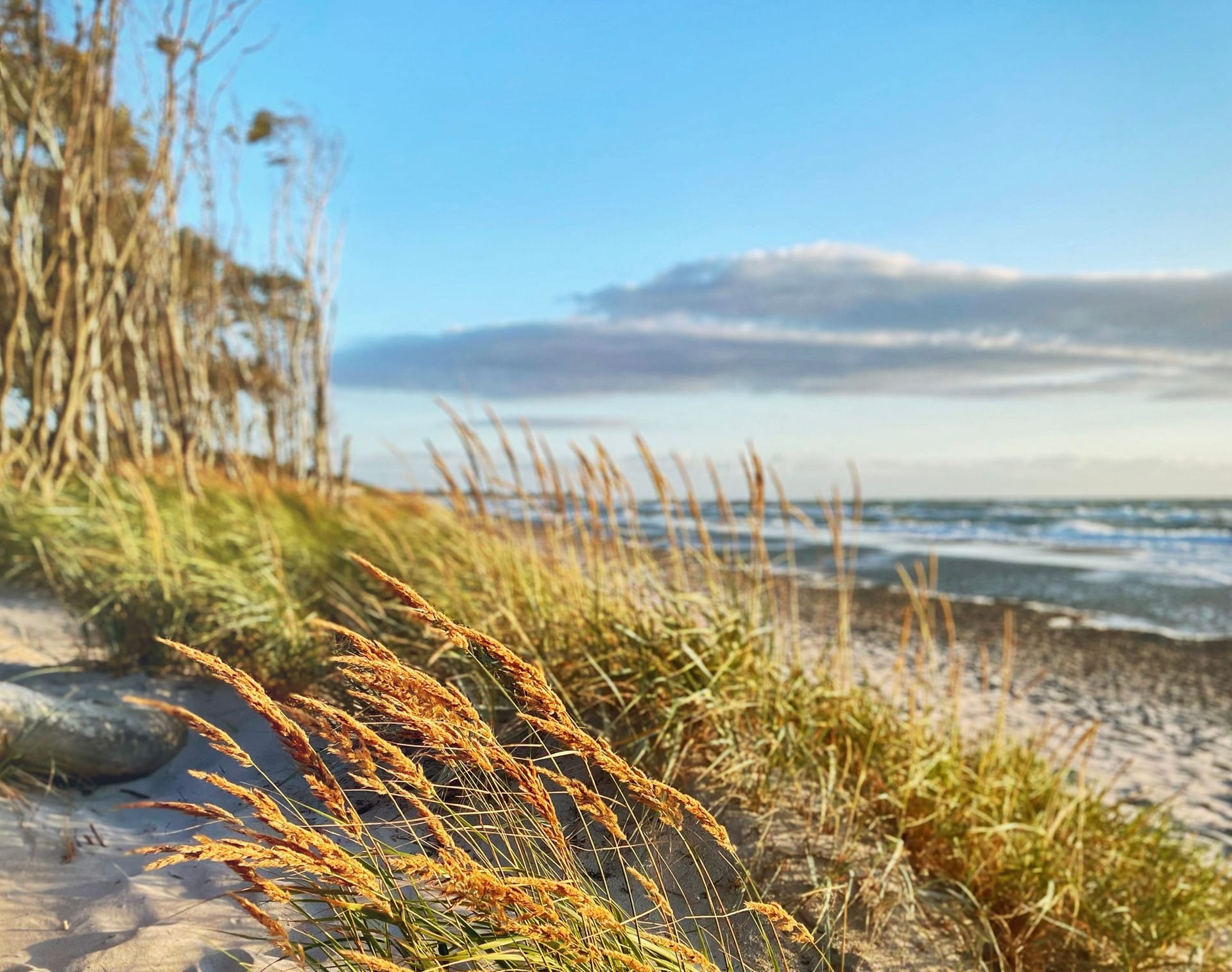 Strand mit Gras und klarem Himmel