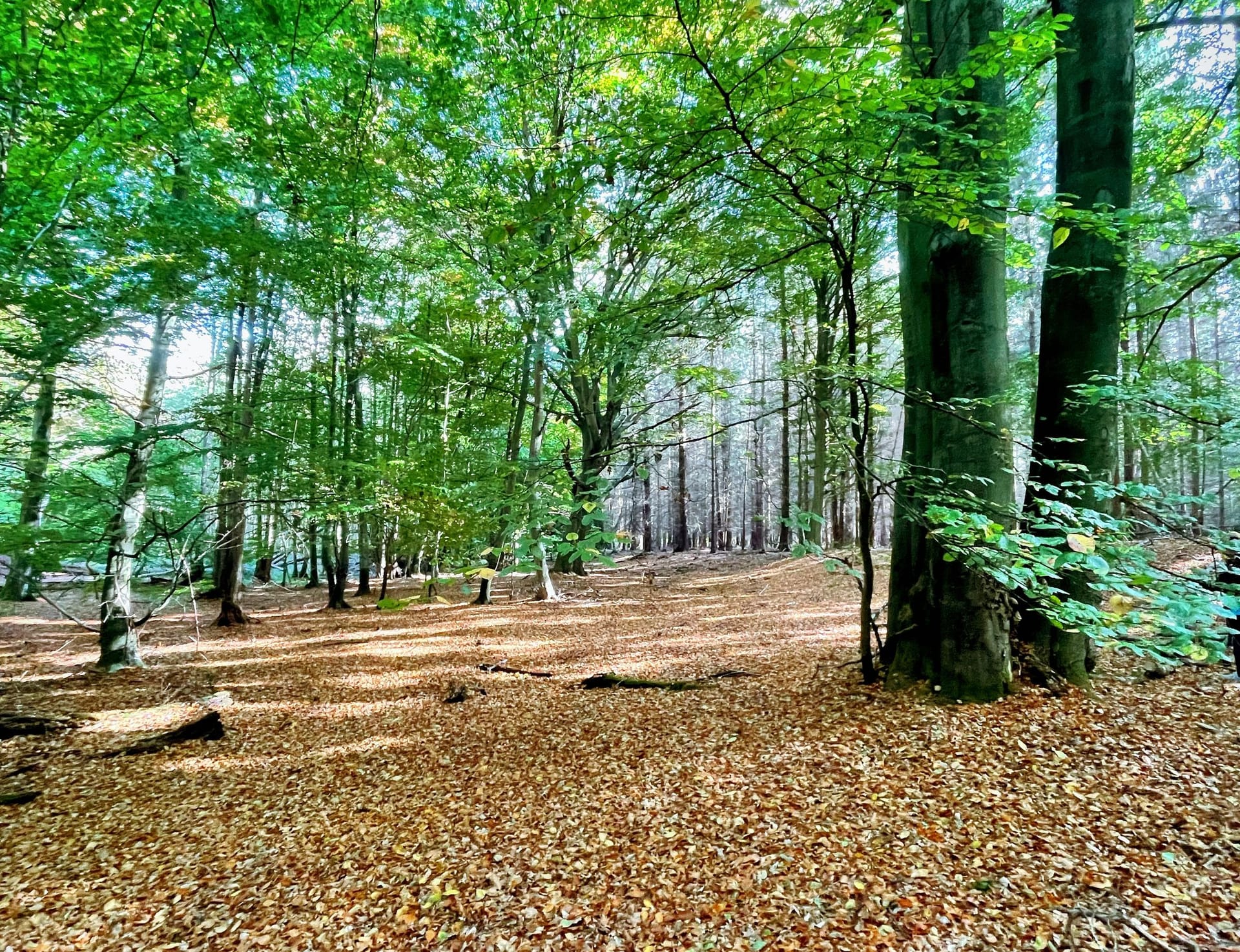 Wald mit buntem Laub und hohen Bäumen