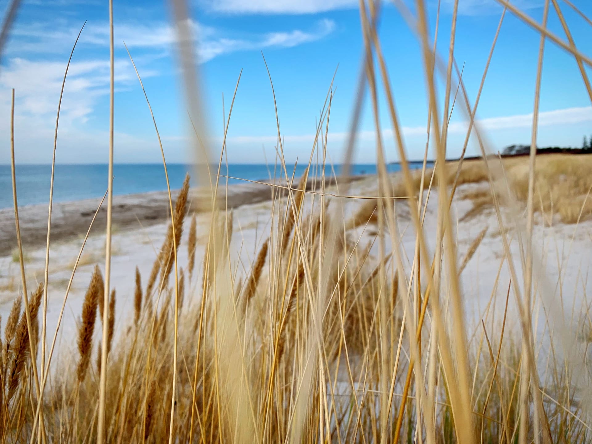 Strand mit hohem Gras im Vordergrund