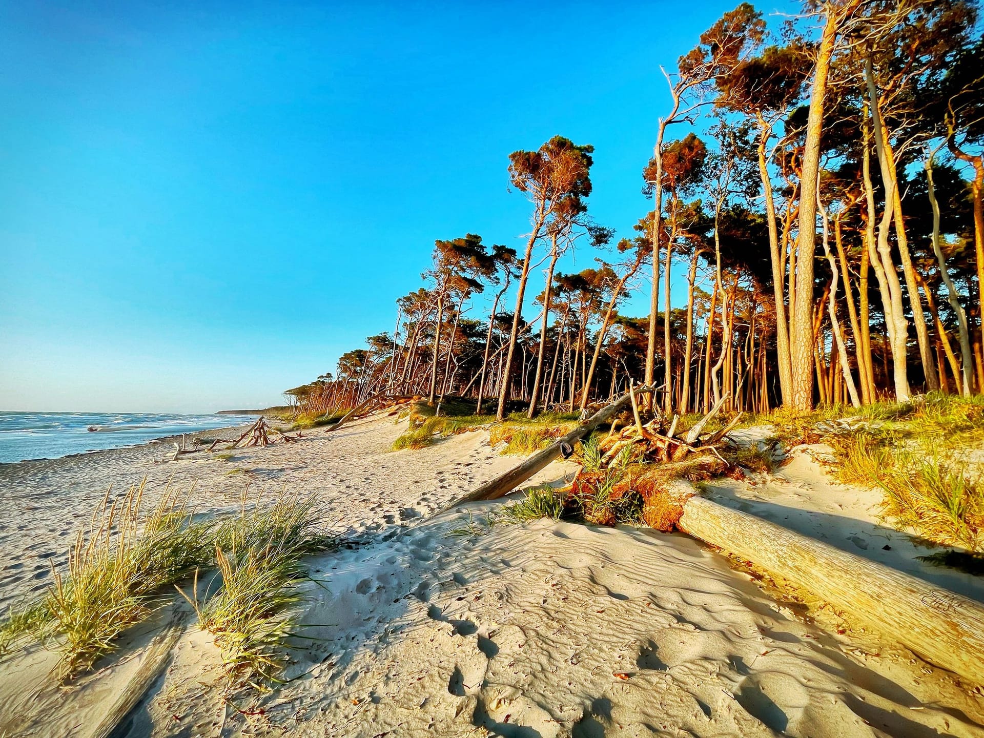 Sandstrand mit Bäumen im Hintergrund