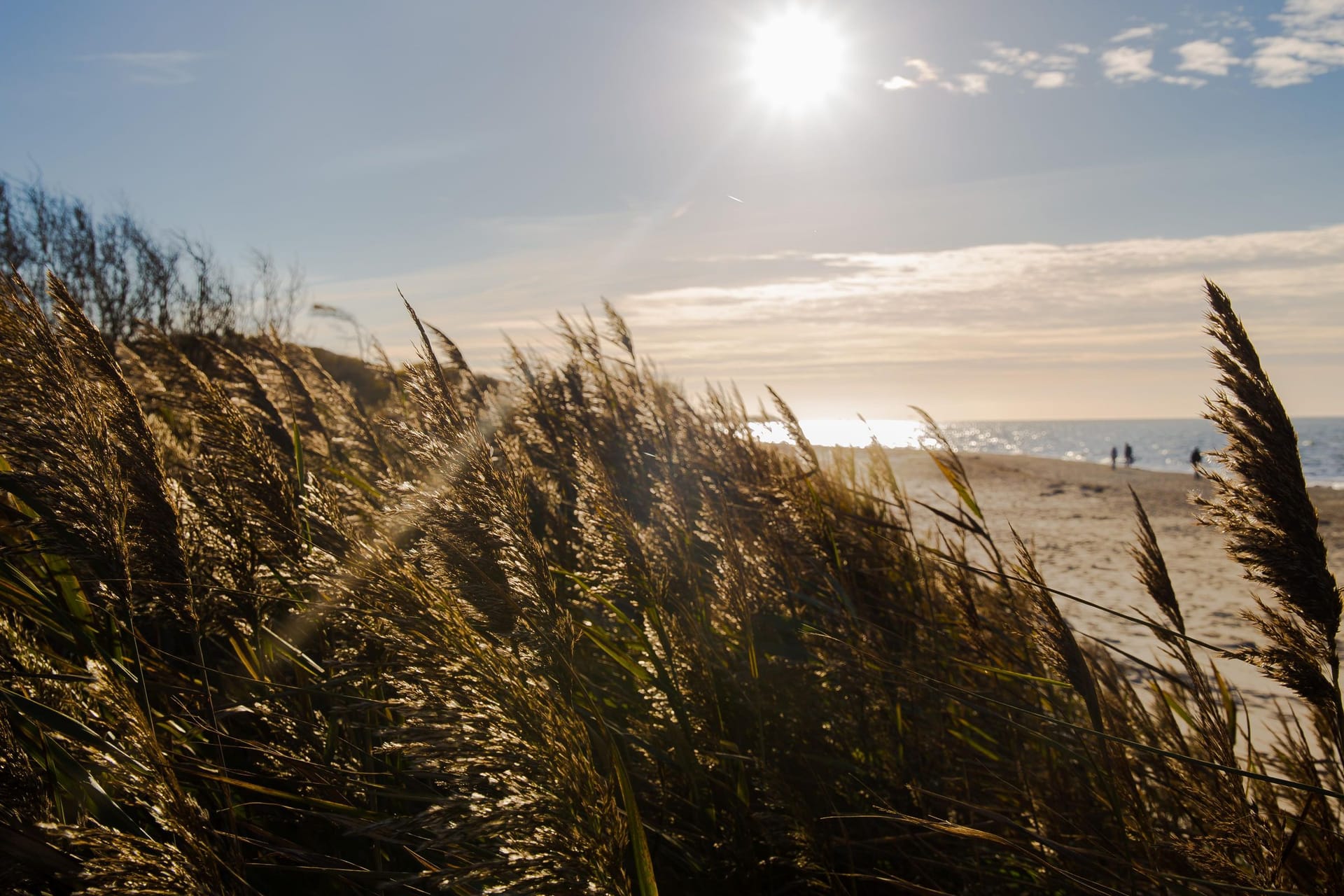 Strandlandschaft mit hohem Gras und Sonne