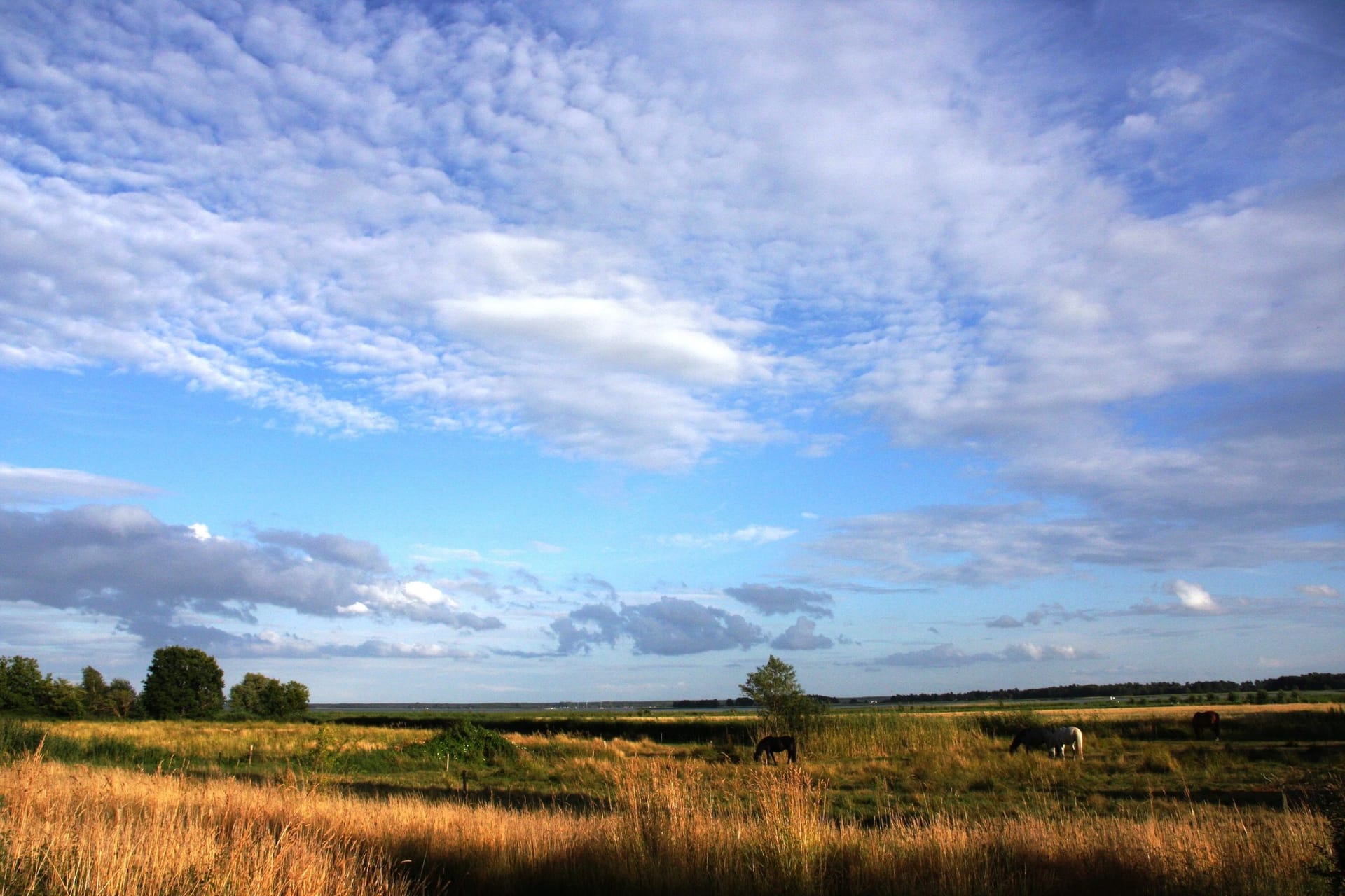 Landschaft mit grünem Feld und Wolken