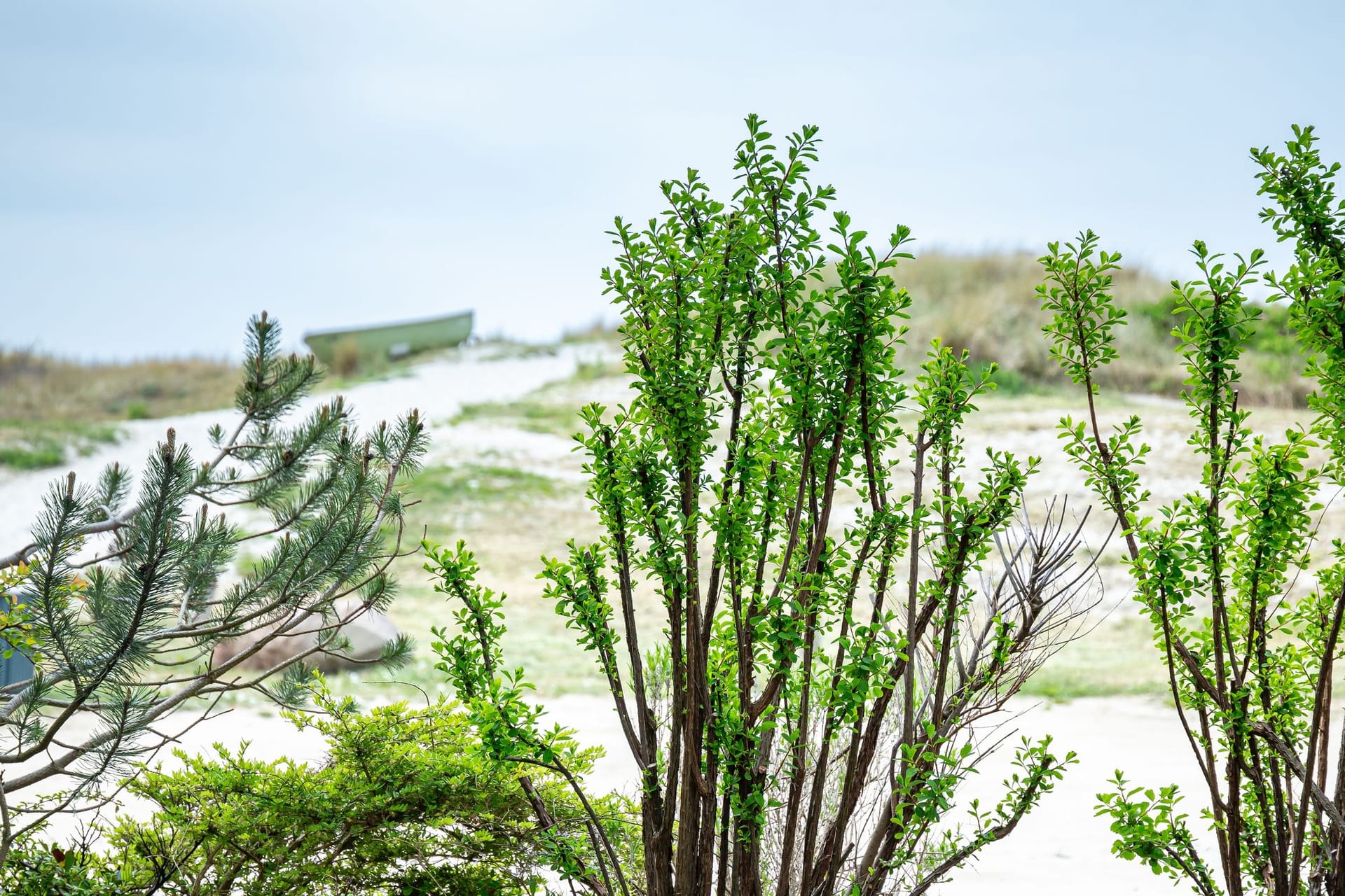 Blick auf den Strand mit Vegetation