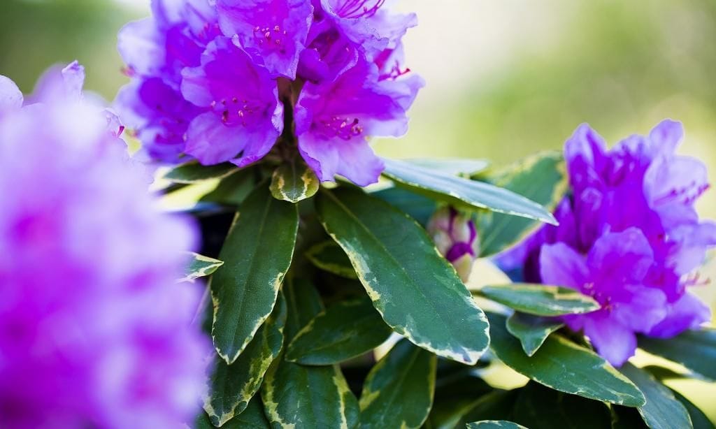Näheaufnahme von lila Blüten