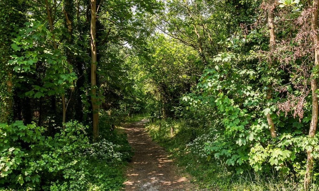 Waldweg durch dichtes Grün