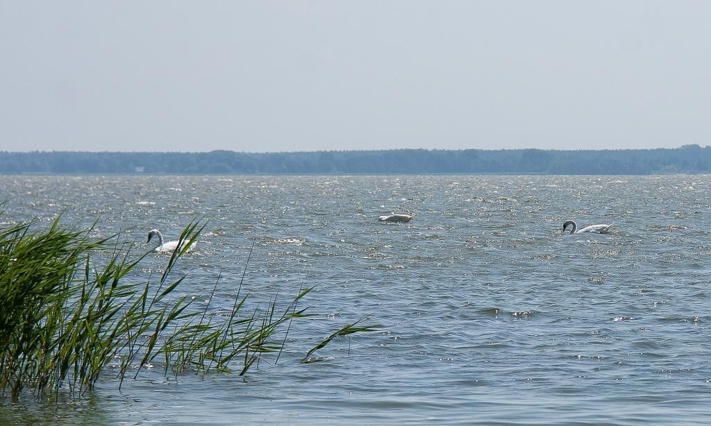 Seeansicht mit Schwänen und Schilf