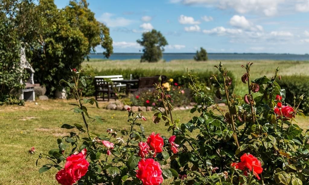 Gartenblick mit Rosen und Strand