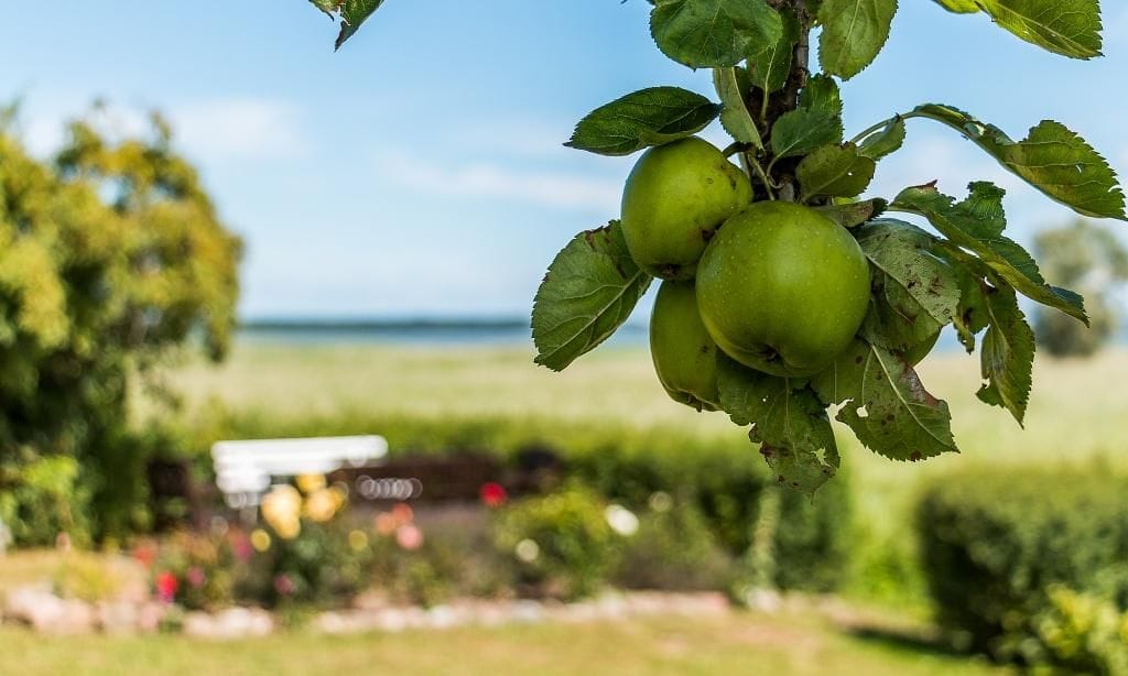 Grüne Äpfel im Garten