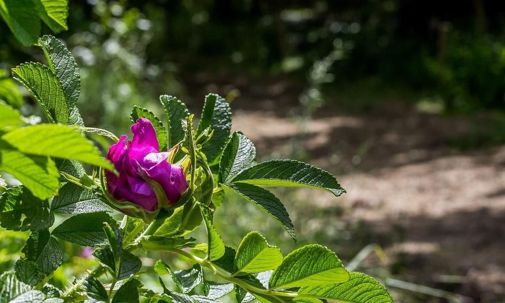 Nahaufnahme einer rosa Blüte mit Grün